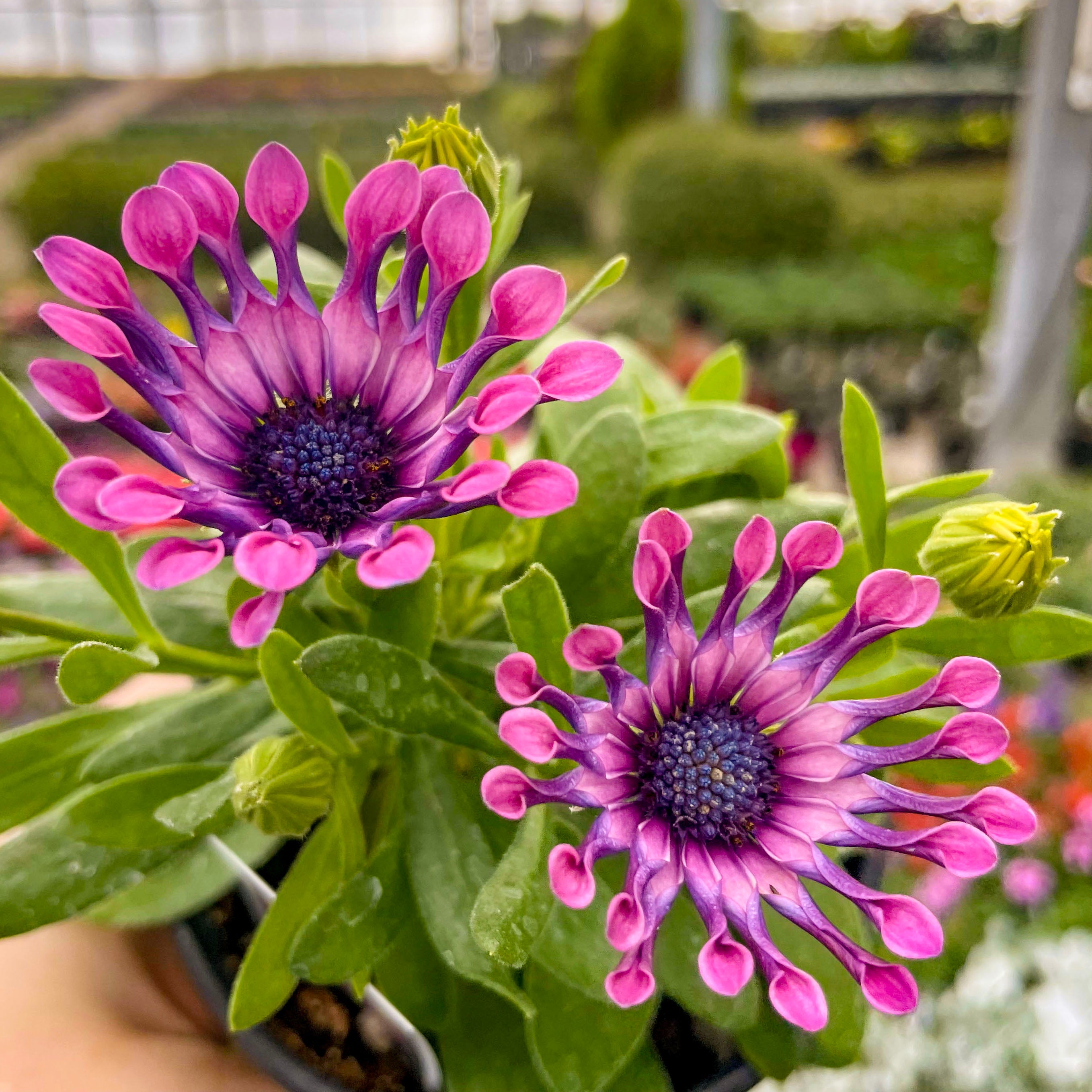 spider daisy plant FlowerPower Spider Pink Osteospermum