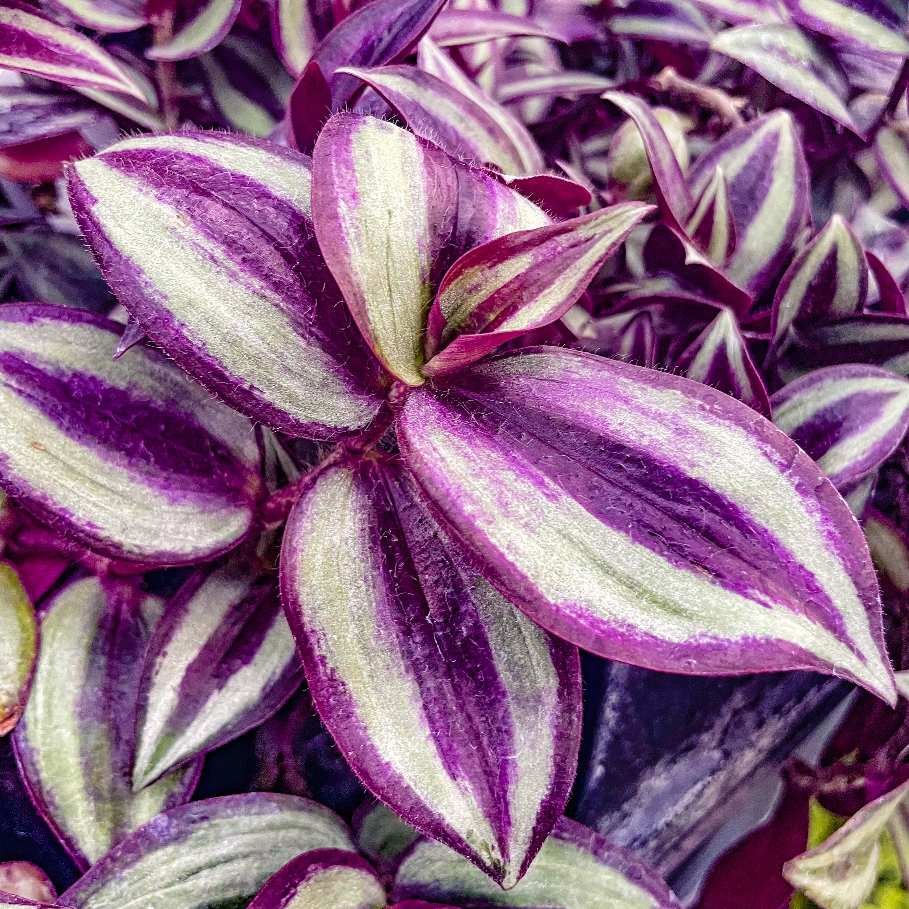 pink tradescantia indoor plant Tradescantia Zebrina | Wandering Plant | 4" Pot