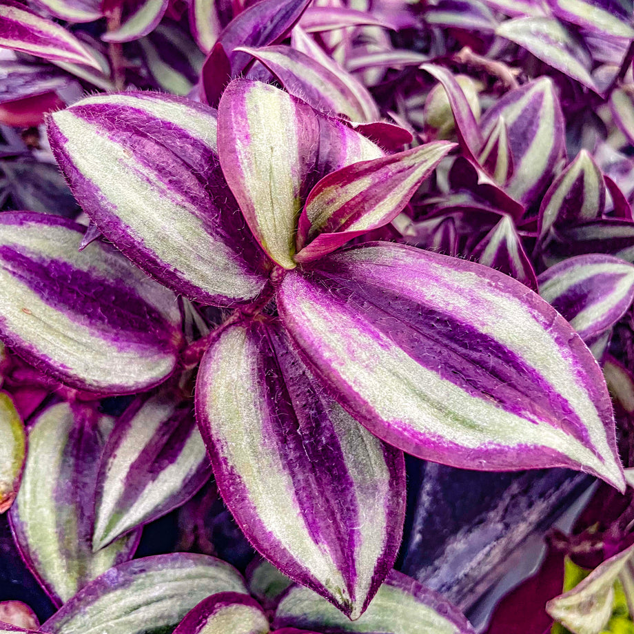 Tradescantia 'Zebrina' – Magic Valley Gardens
