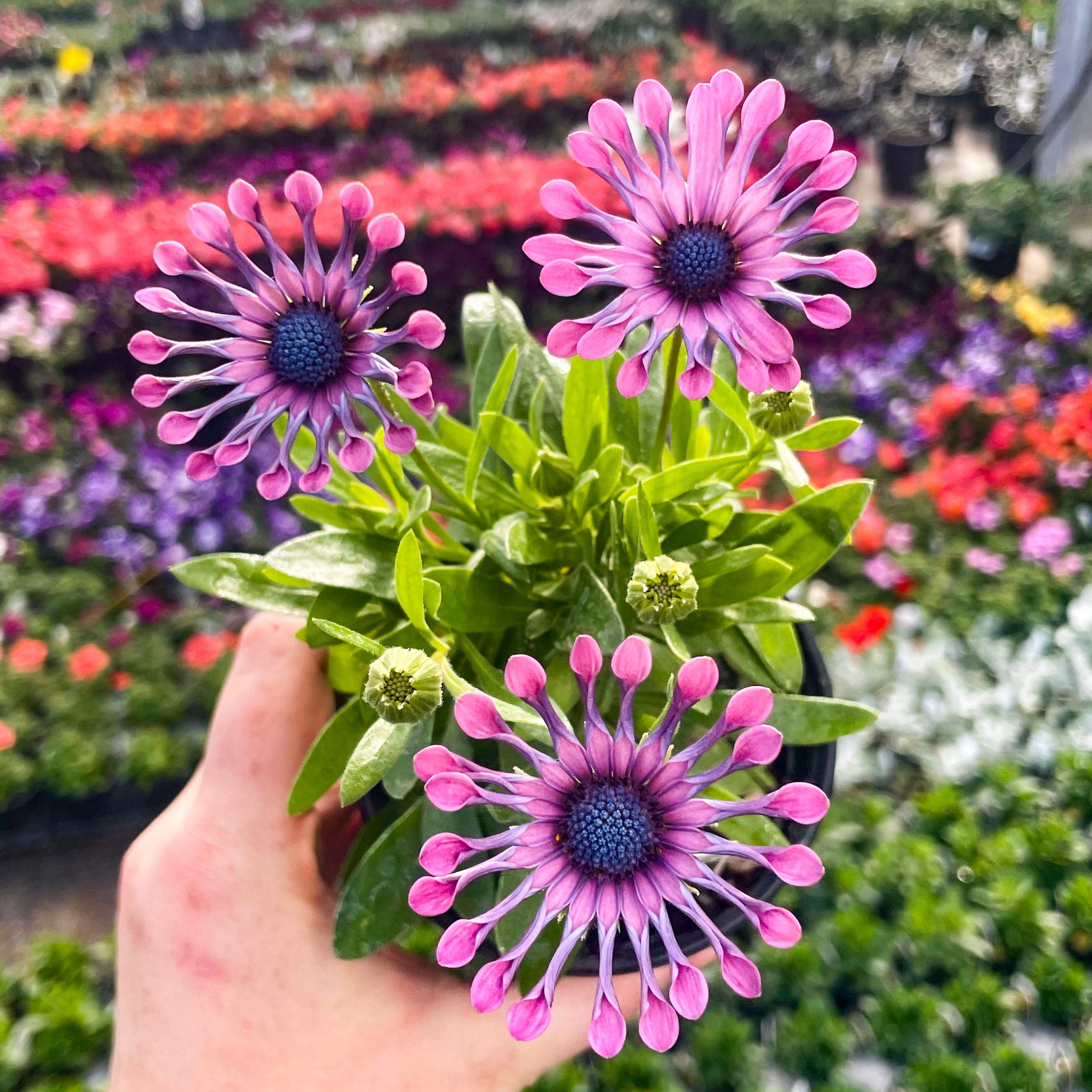 spider daisy plant FlowerPower Spider Pink Osteospermum