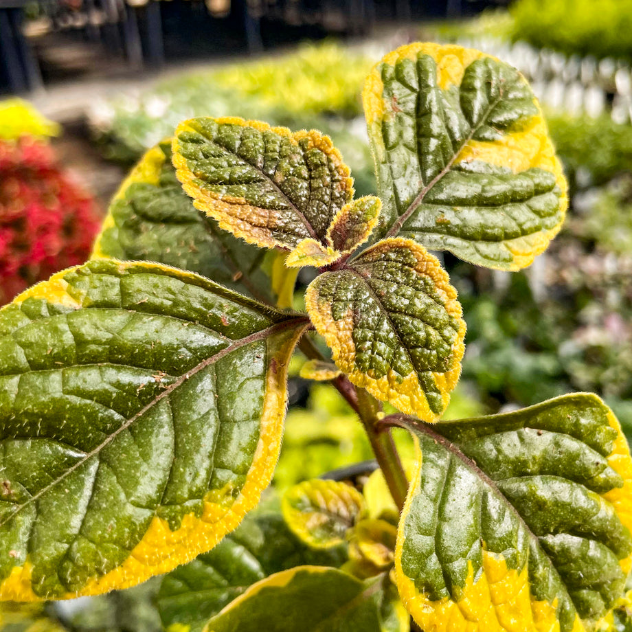 plectranthus money plant Royal Plectranthus, Swedish Ivy, Plant – Magic Valley Gardens