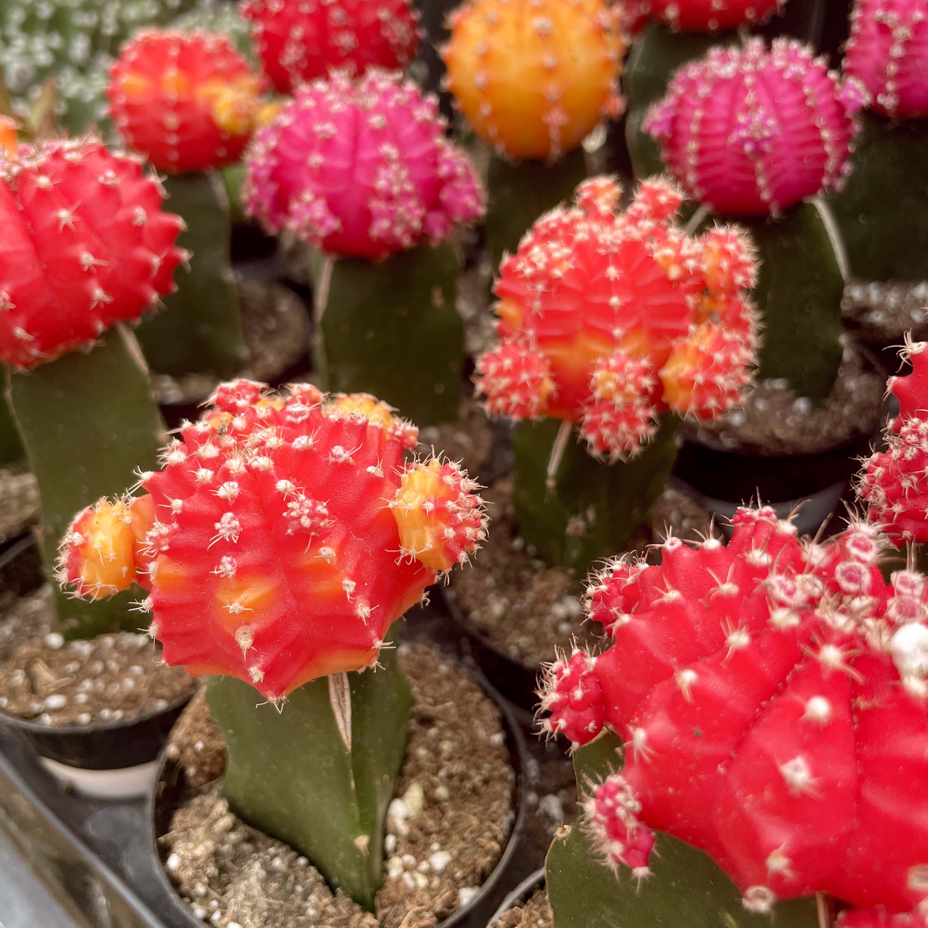 colorful cactus succulents Moon Cactus, Succulent Plant – Magic Valley Gardens