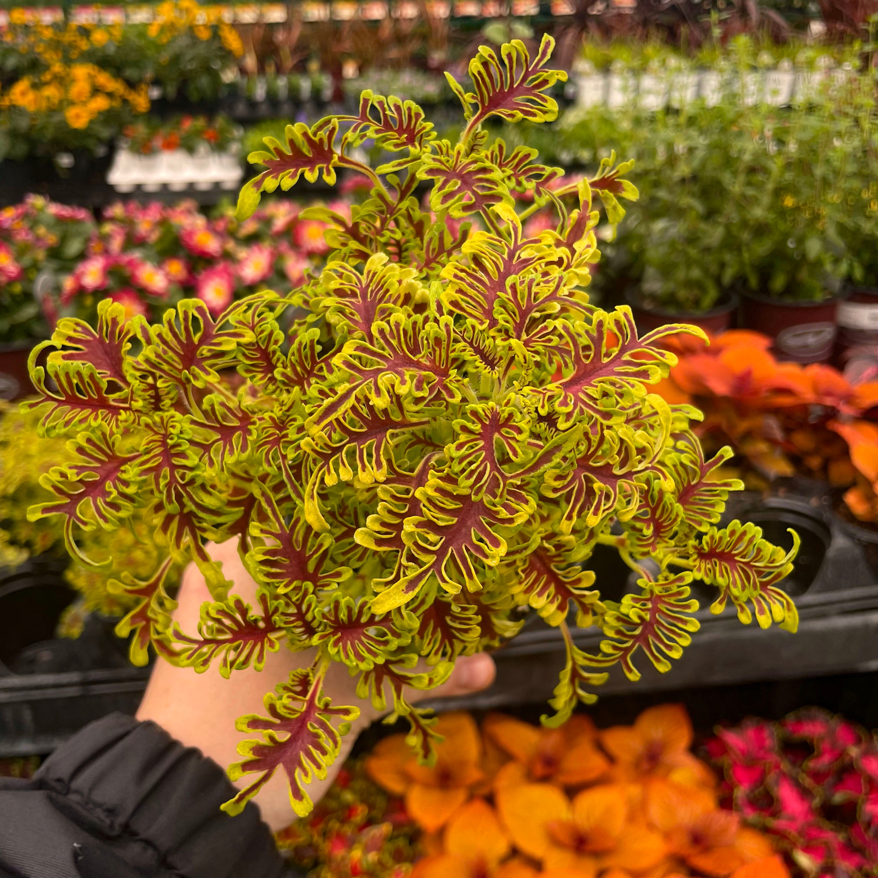 coleus succulent Coleus 'Skeletal'