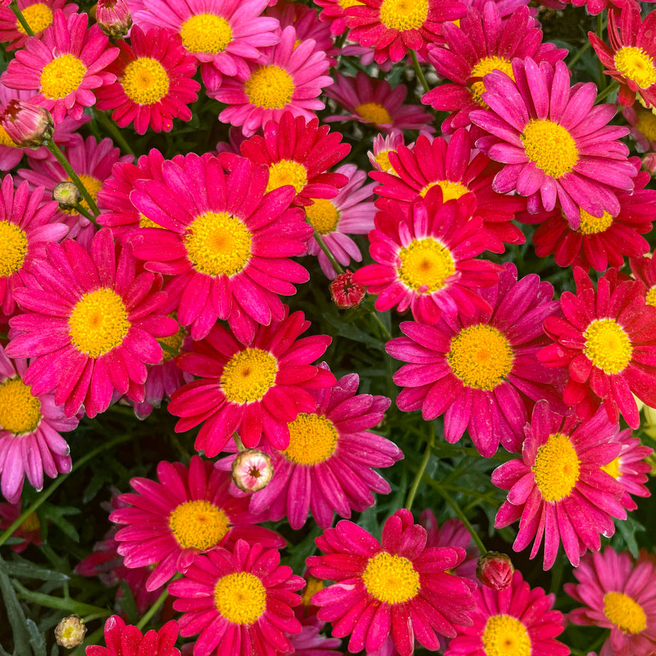 Lollies Berry Gummy Argyranthemum – Magic Valley Gardens