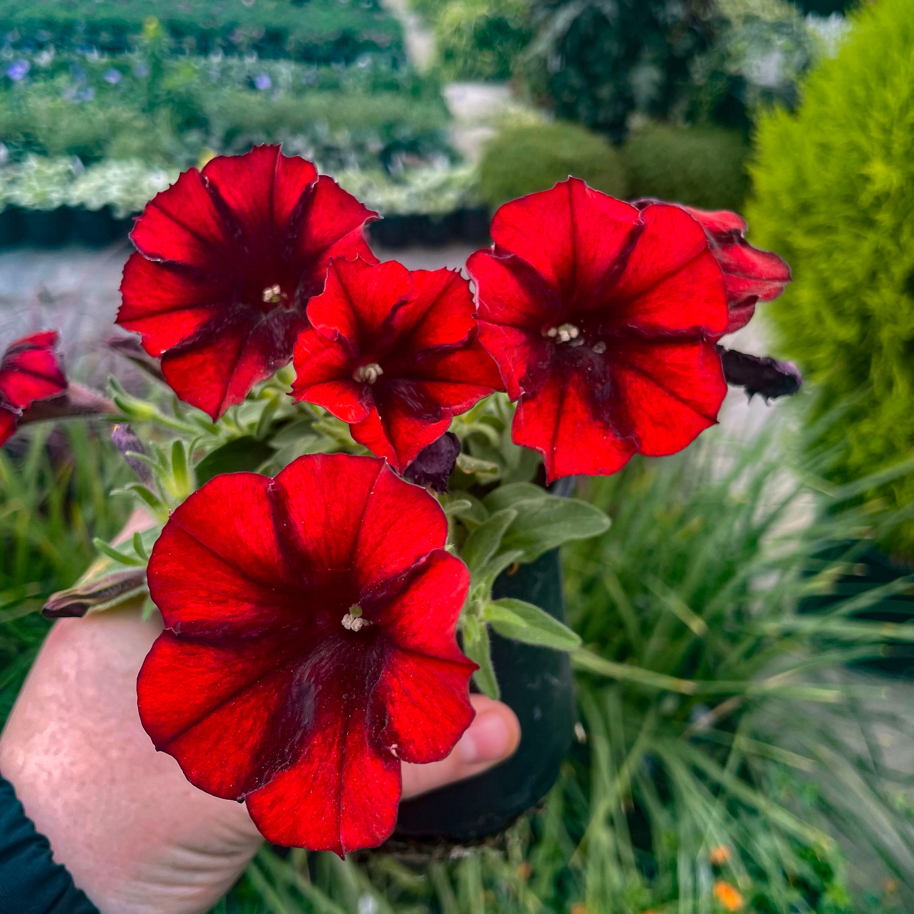 スカーレット　バイオレット Crazytunia Gingersnap Petunia – Magic Valley Gardens