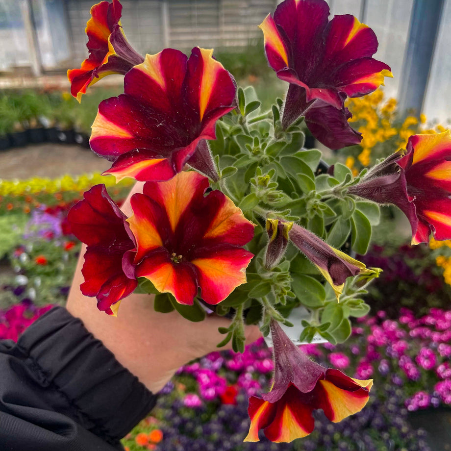 Crazytunia Tiki Torch Petunia – Magic Valley Gardens
