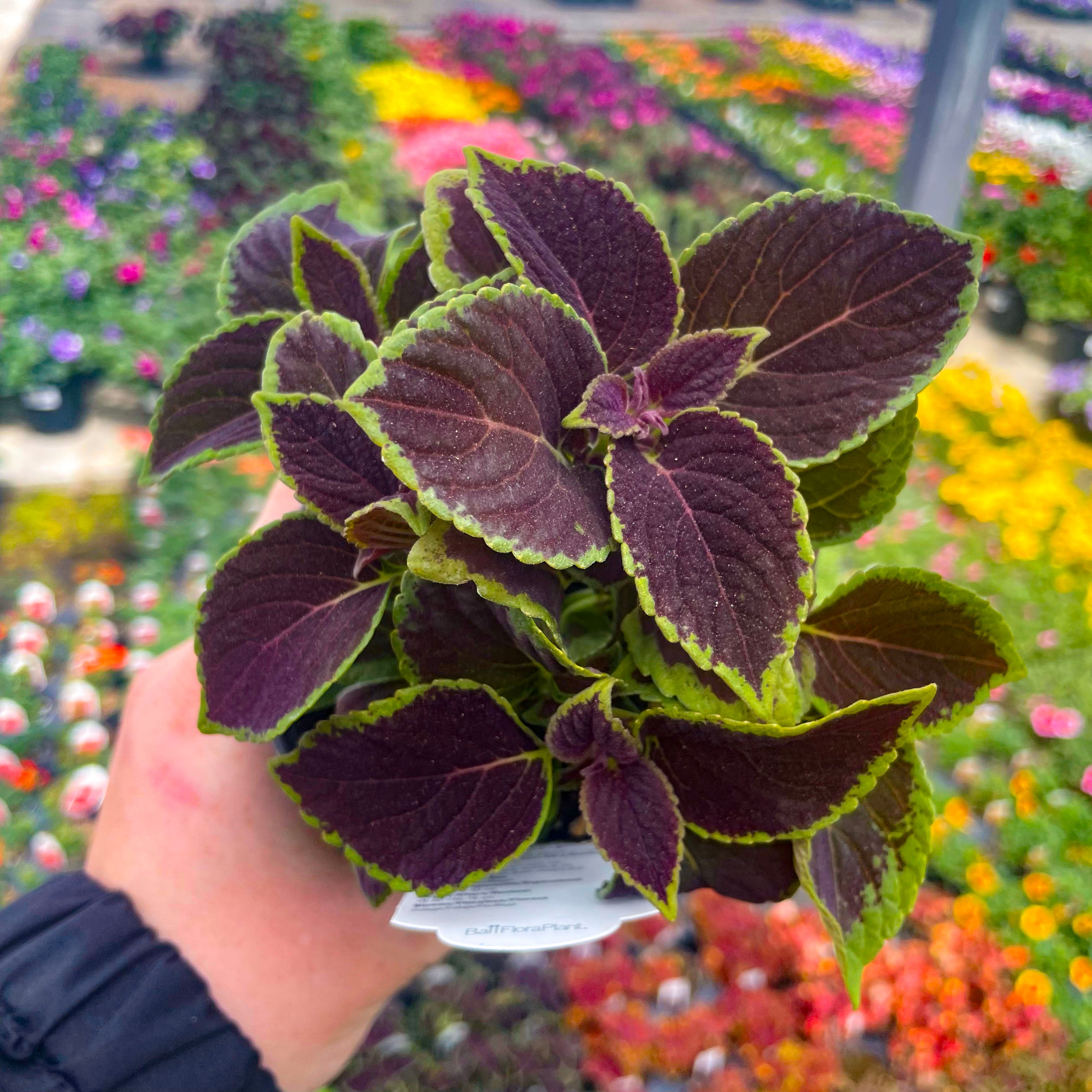 lavender coleus plant Coleus 'Vino'