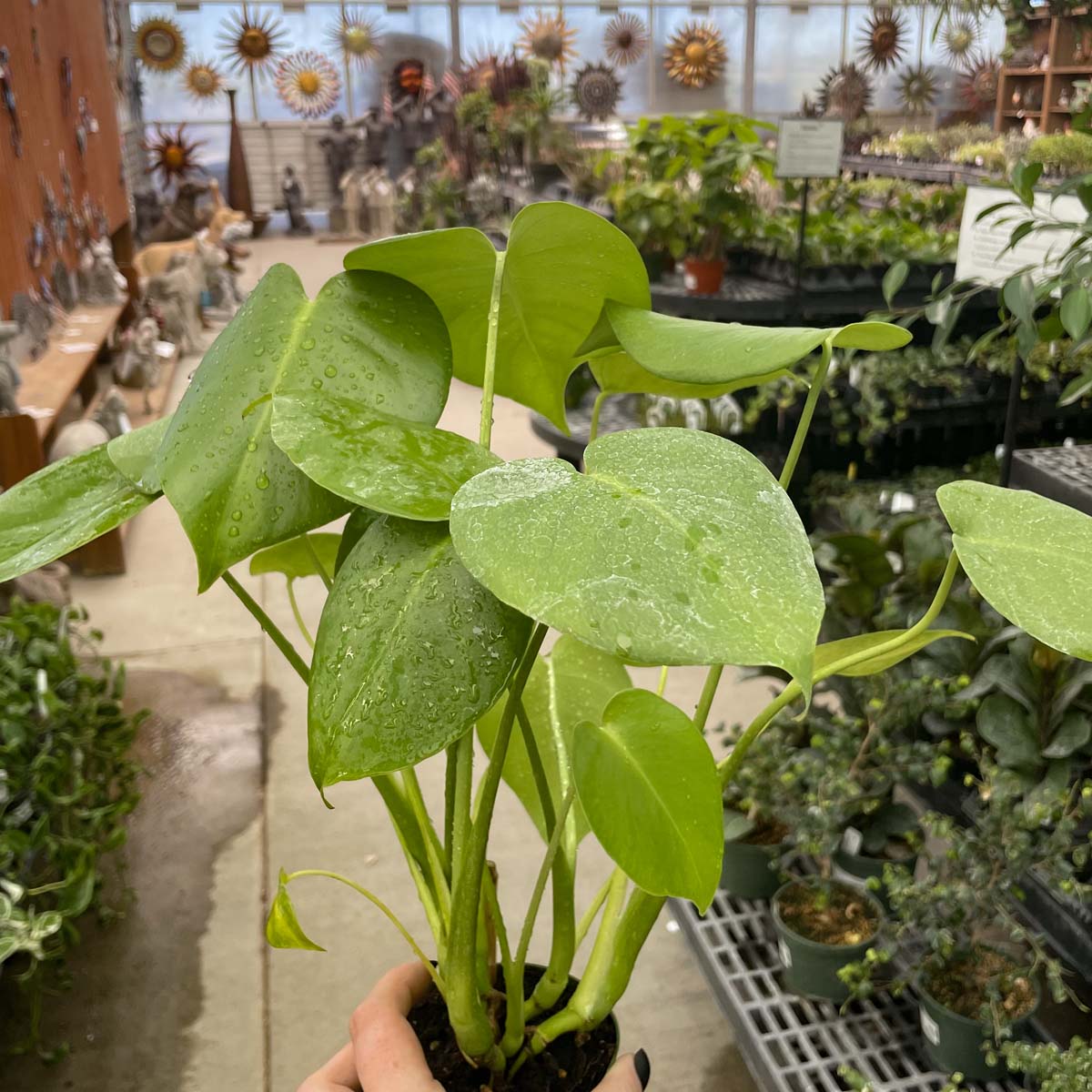monstera magic plant Monstera deliciosa