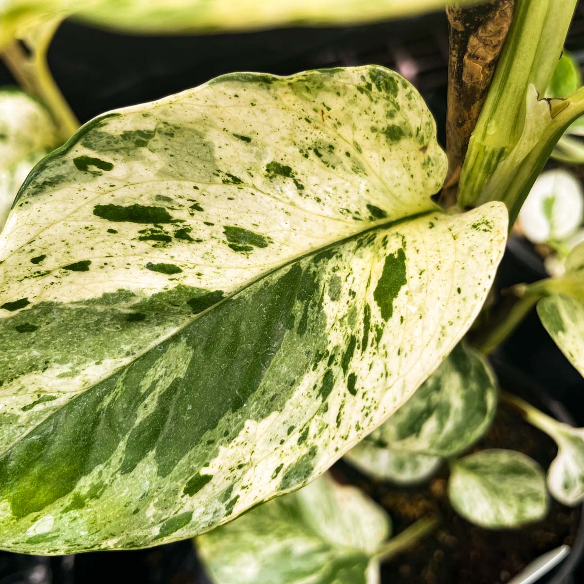 marble queen pothos large Pothos 'Marble Queen'