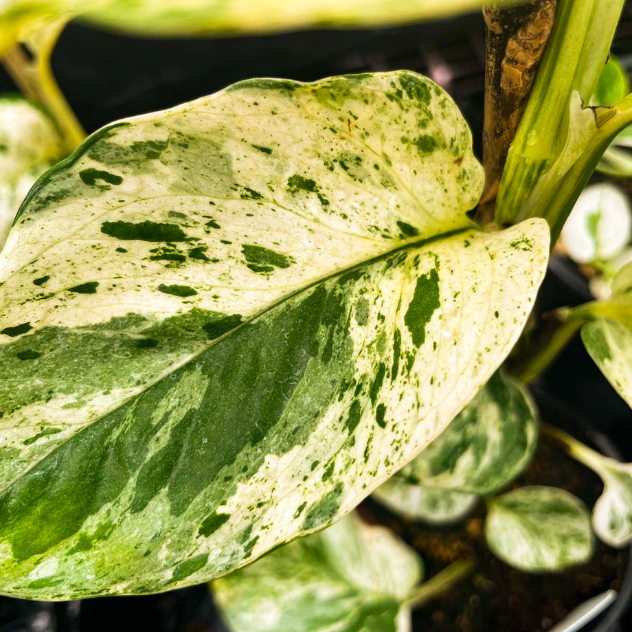 marble queen philodendron Pothos 'Marble Queen' – Magic Valley Gardens