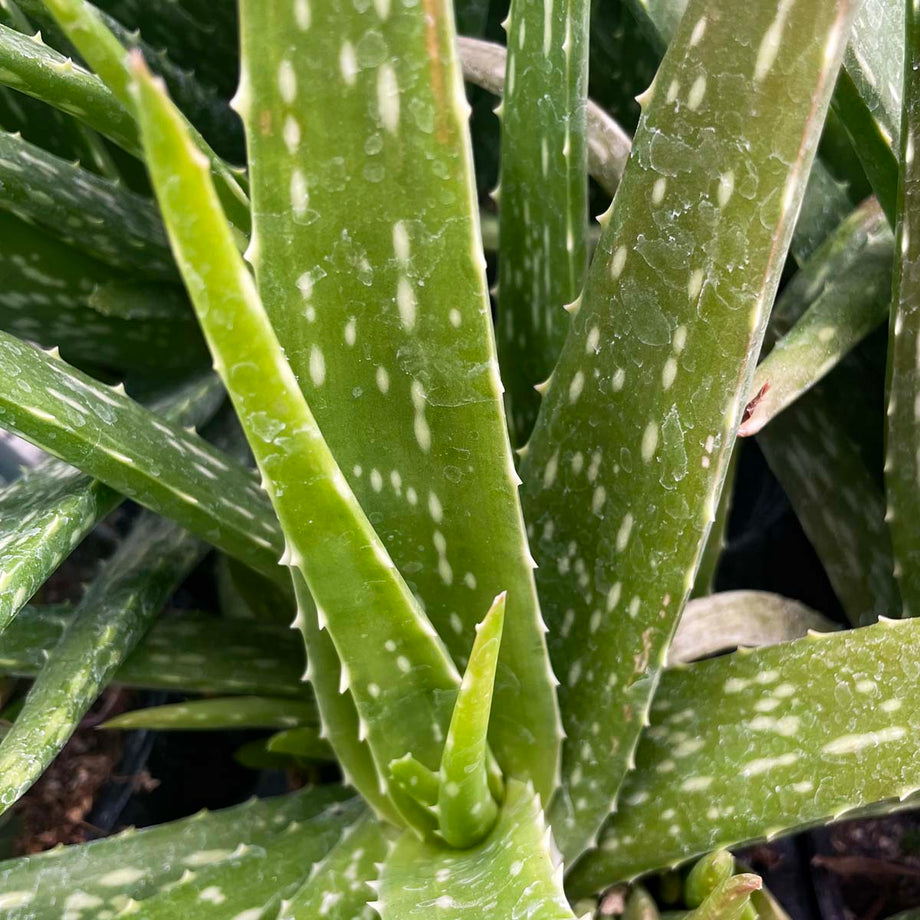 Aloe vera – Magic Valley Gardens