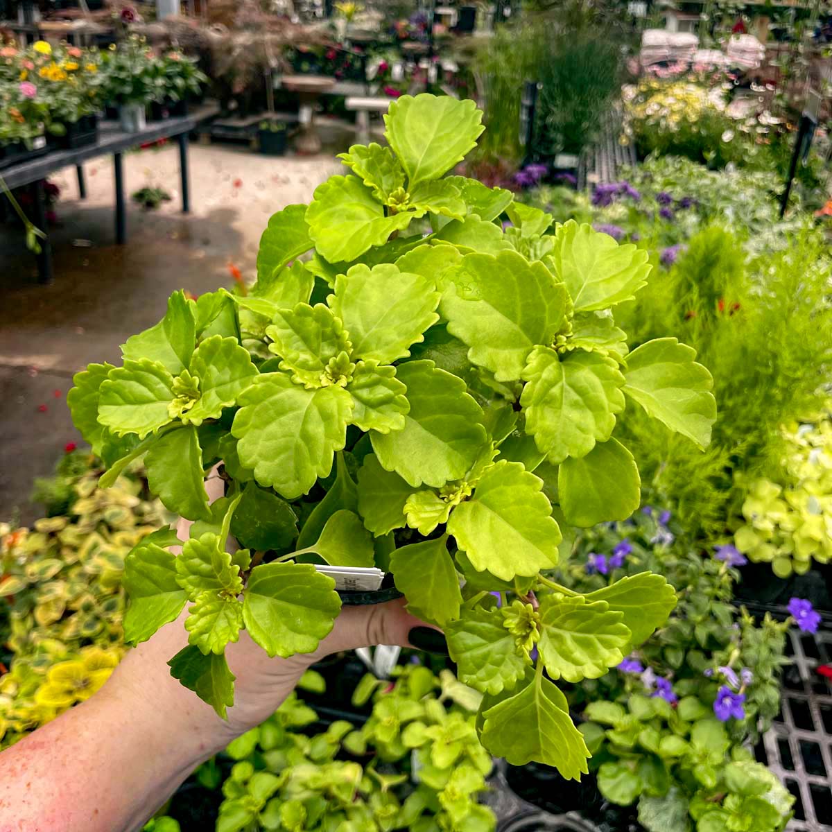 creeping charlie house plants for sale Plectranthus australis