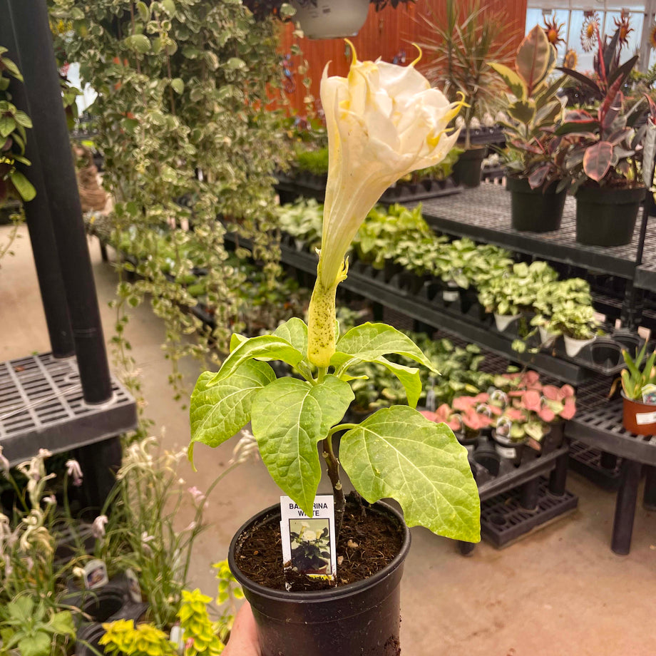datura plant in pot Ballerina White Datura