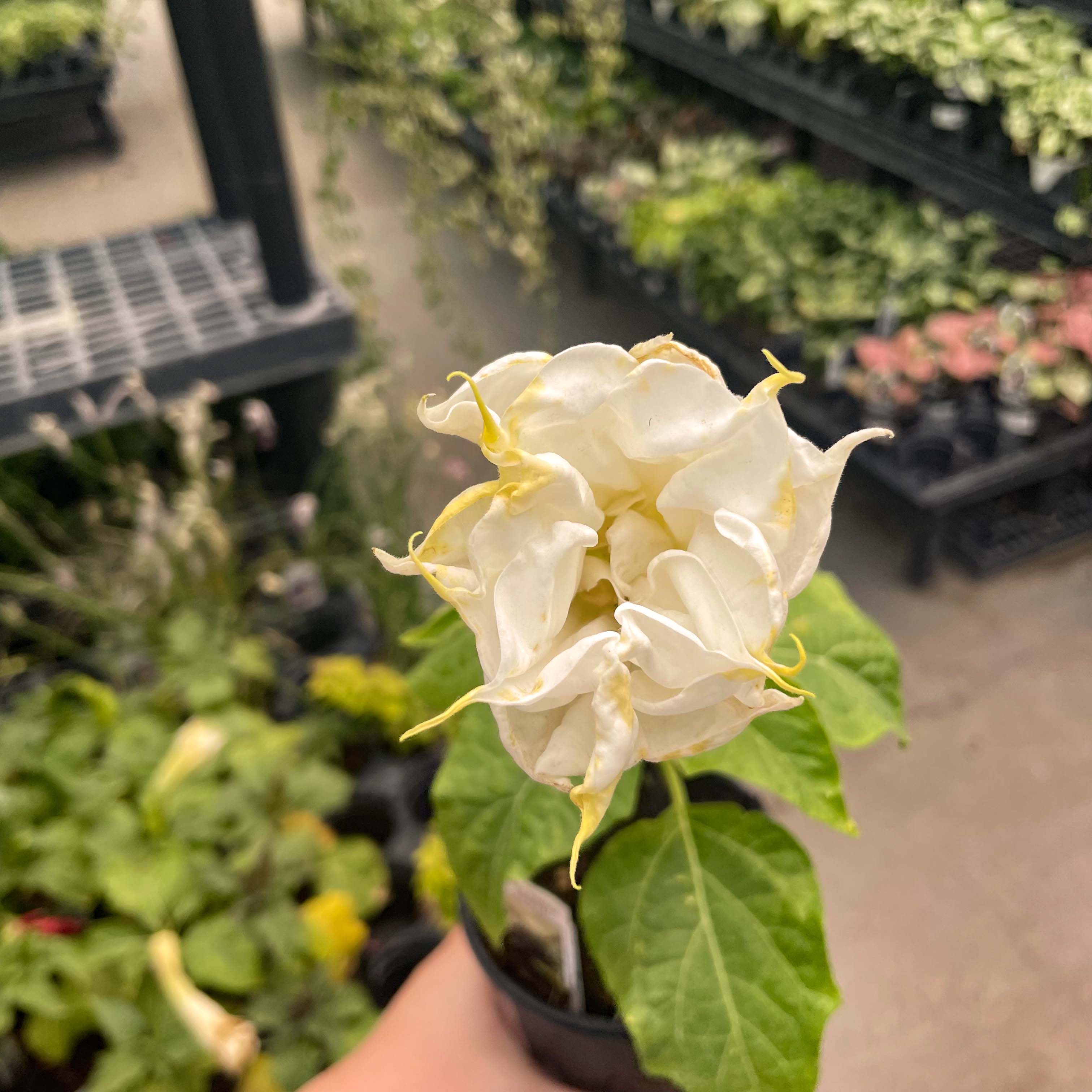 datura plant in pot Ballerina White Datura