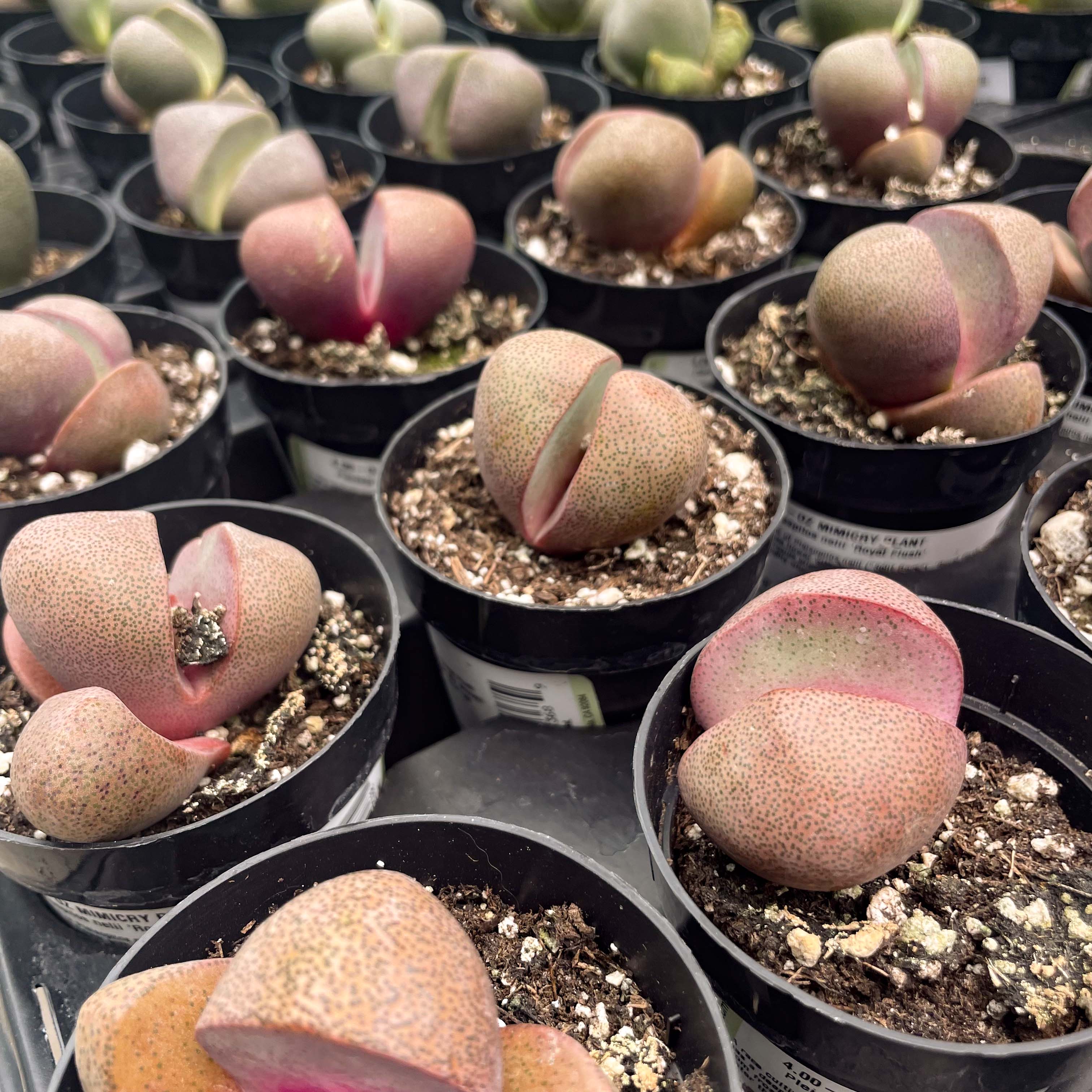 royal flush succulent care Pleiospilos nelii 'Royal Flush' (Split Rock)