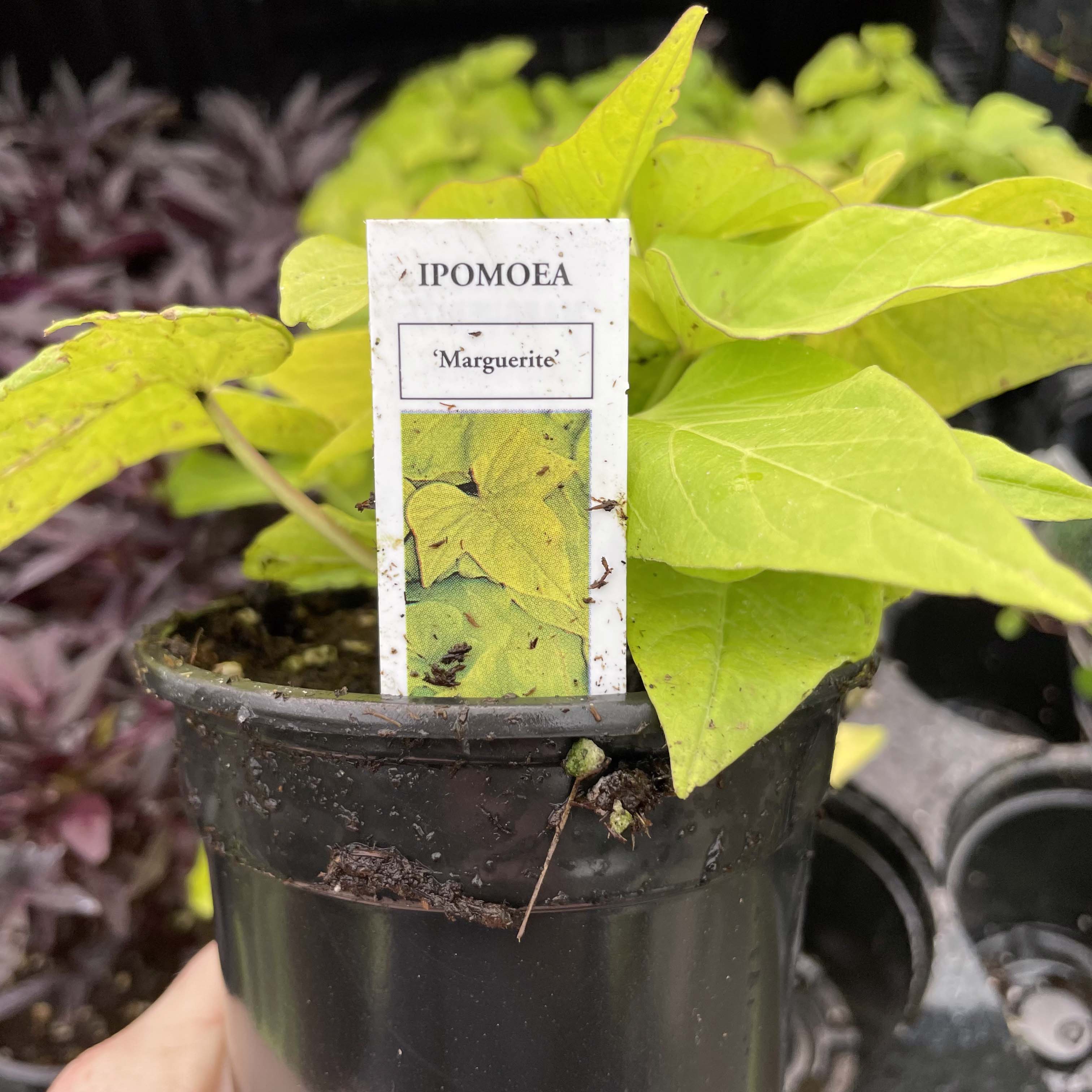 potato vine plant indoors Marguerite Sweet Potato Vine