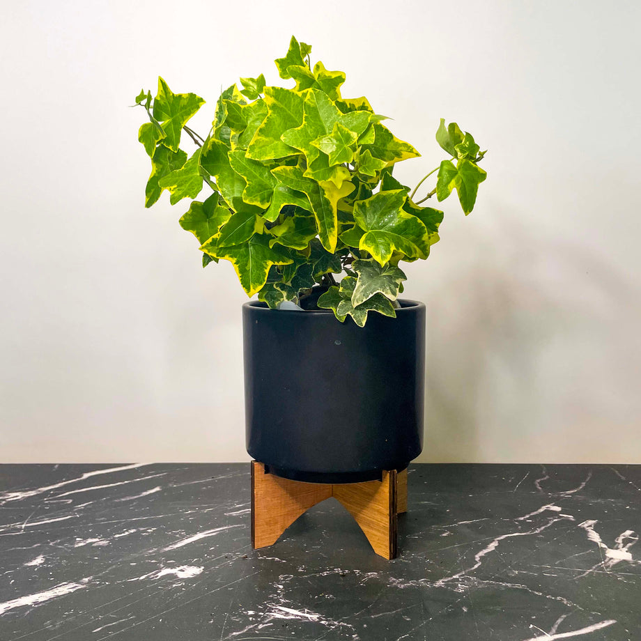 hedera golden Hedera helix 'Gold Child' (English Ivy) – Magic Valley Gardens
