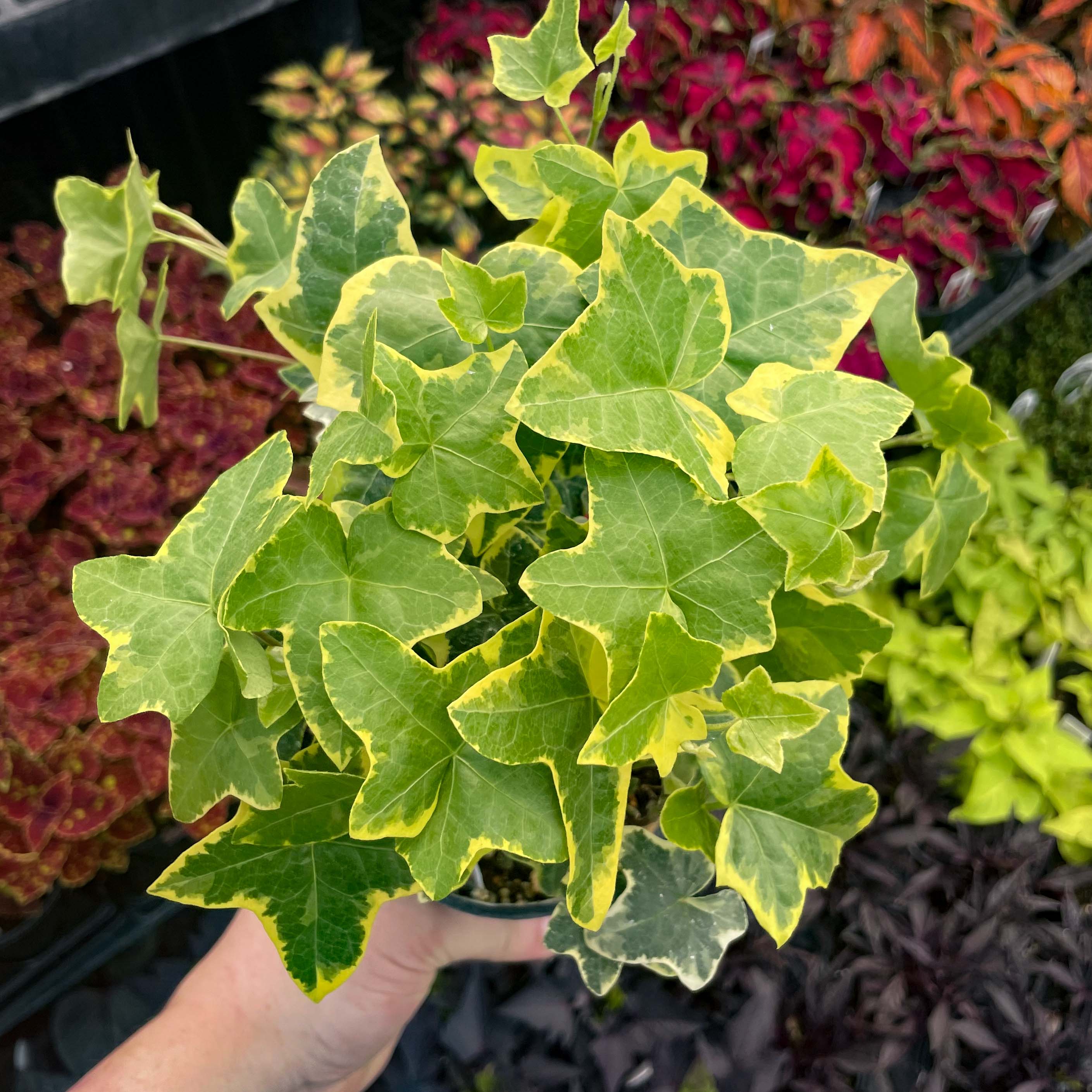 hedera helix indoor plant Hedera helix 'Gold Child' (English Ivy) – Magic Valley Gardens