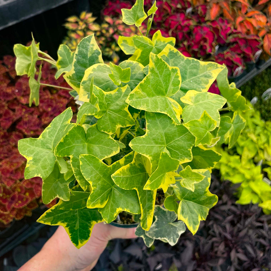 Hedera helix 'Gold Child' (English Ivy)