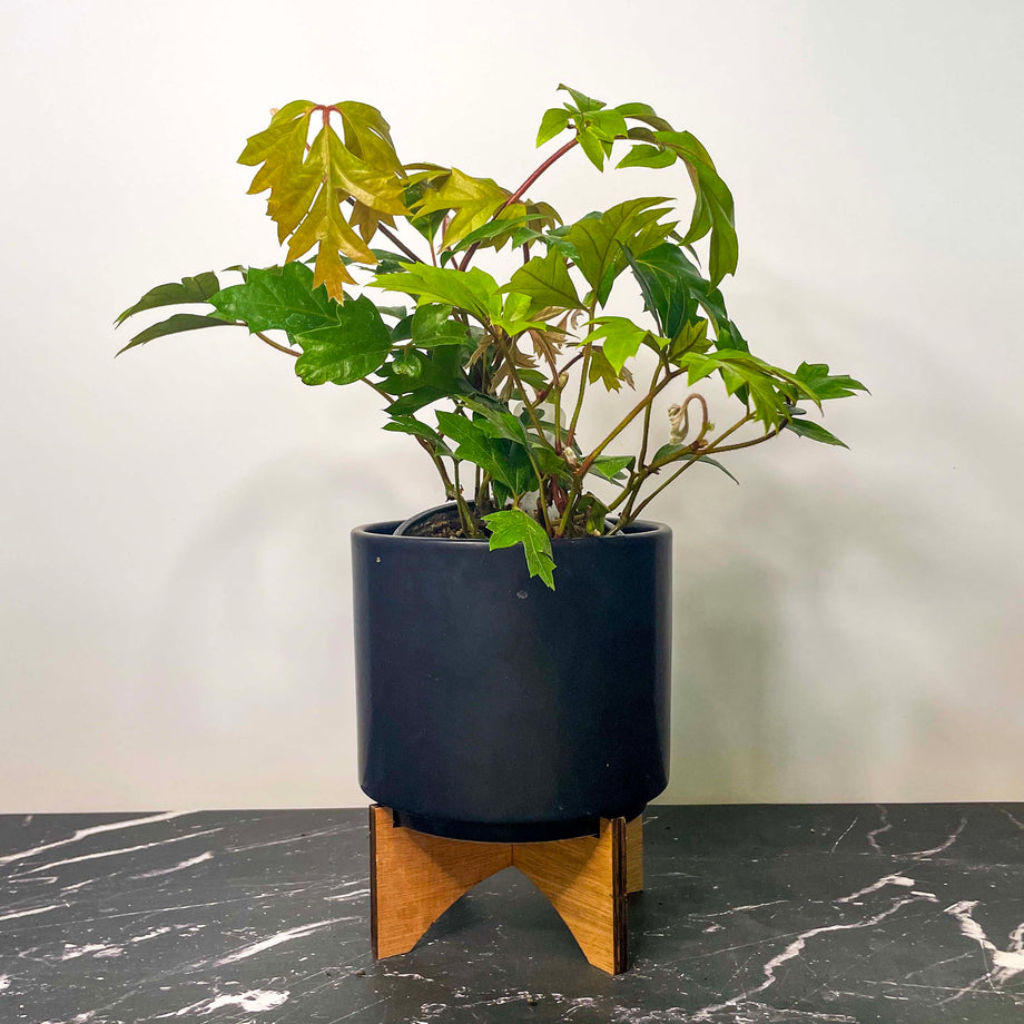 indoor oak plant Oak Leaf Grape Ivy Plant - Cissus rhombifolia