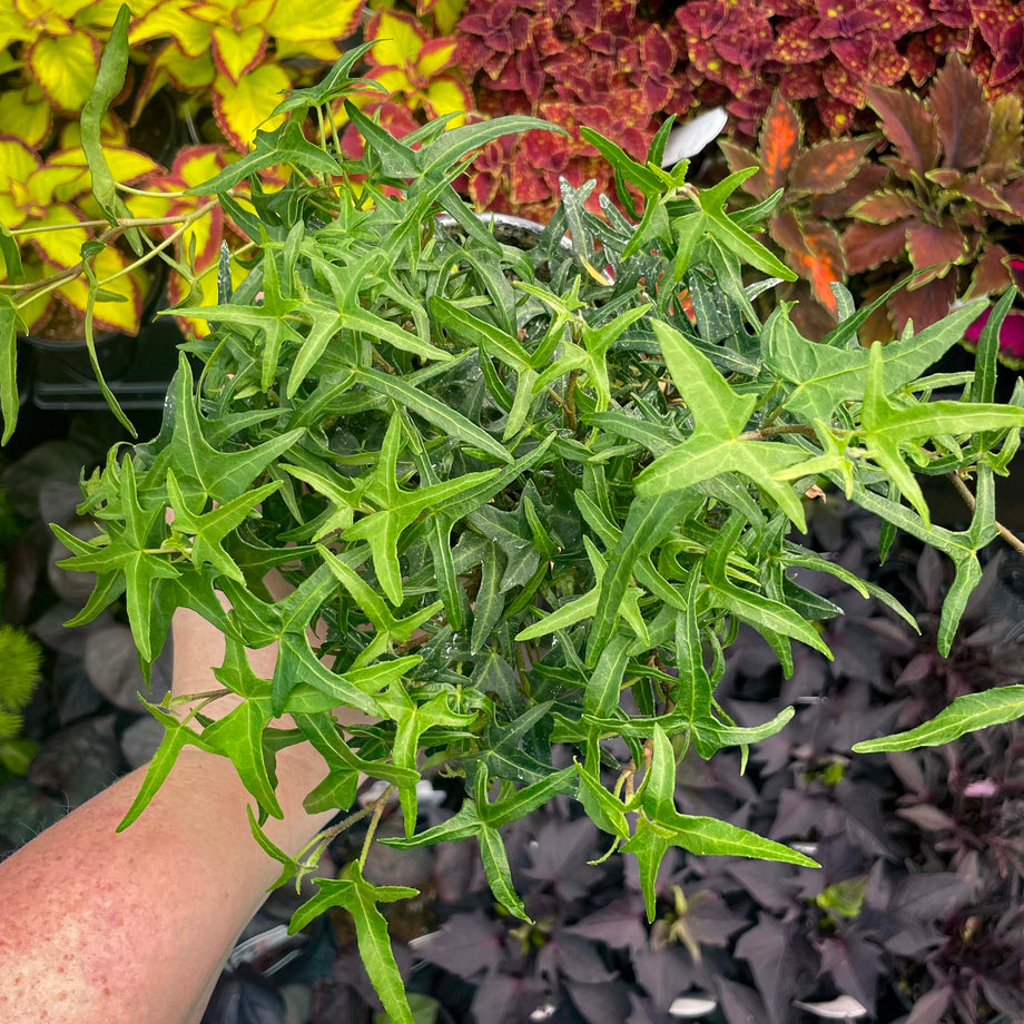 Hedera helix 'Starling' (English Ivy) – Magic Valley Gardens, image size:920x920