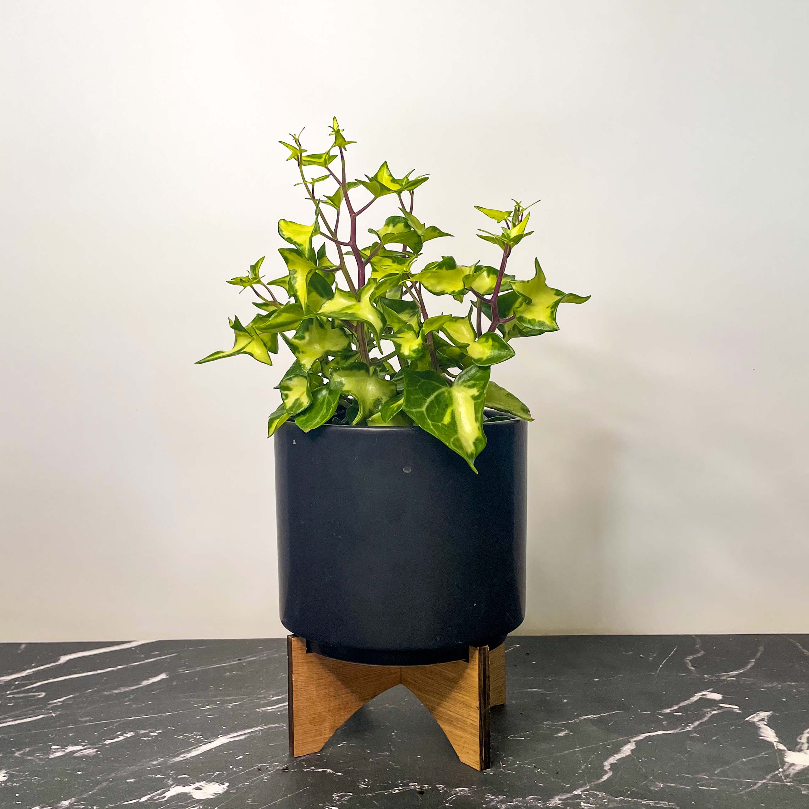 ivy plant pots Senecio mikanioides (Variegated German Ivy) – Magic Valley Gardens