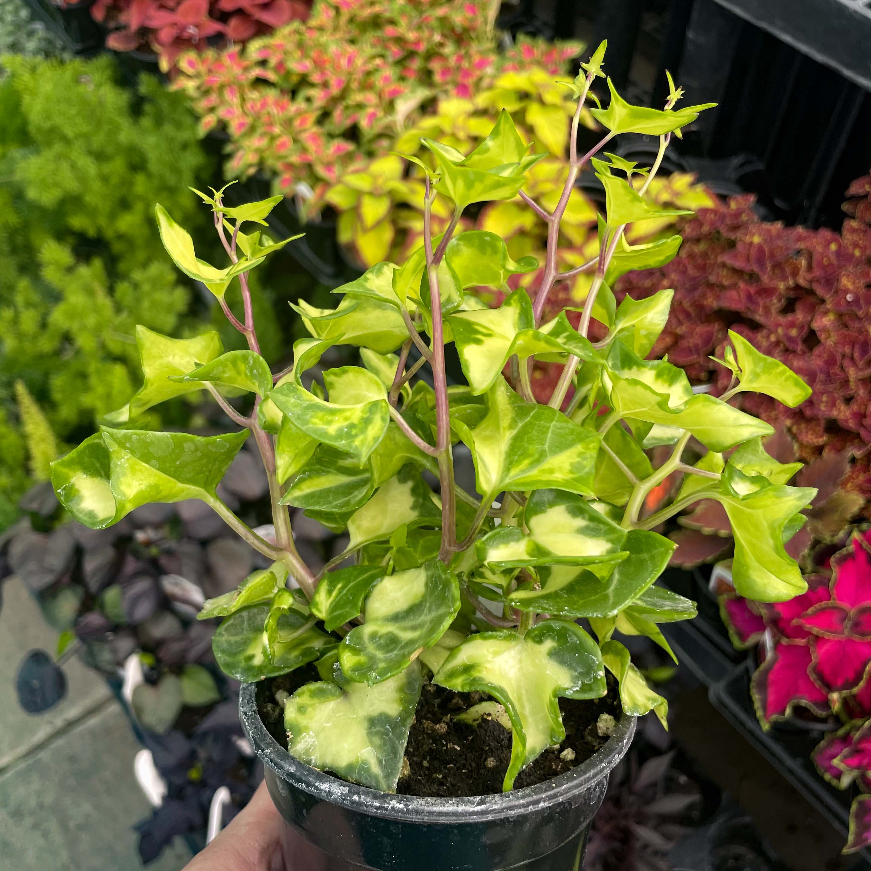 varigated house plant Senecio mikanioides (Variegated German Ivy) – Magic Valley Gardens