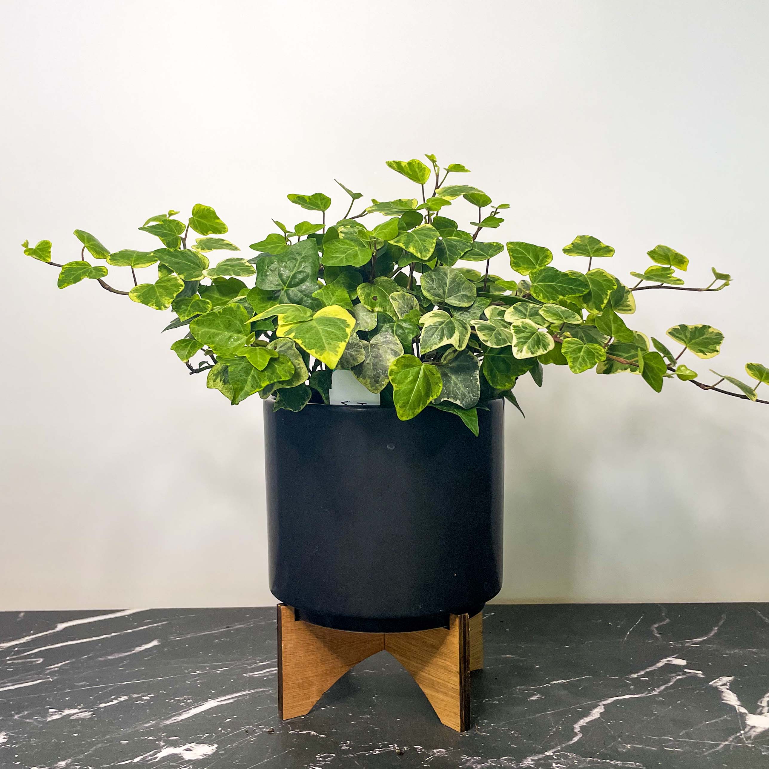 green and white ivy house plant Hedera helix 'White Wonder' (English Ivy)