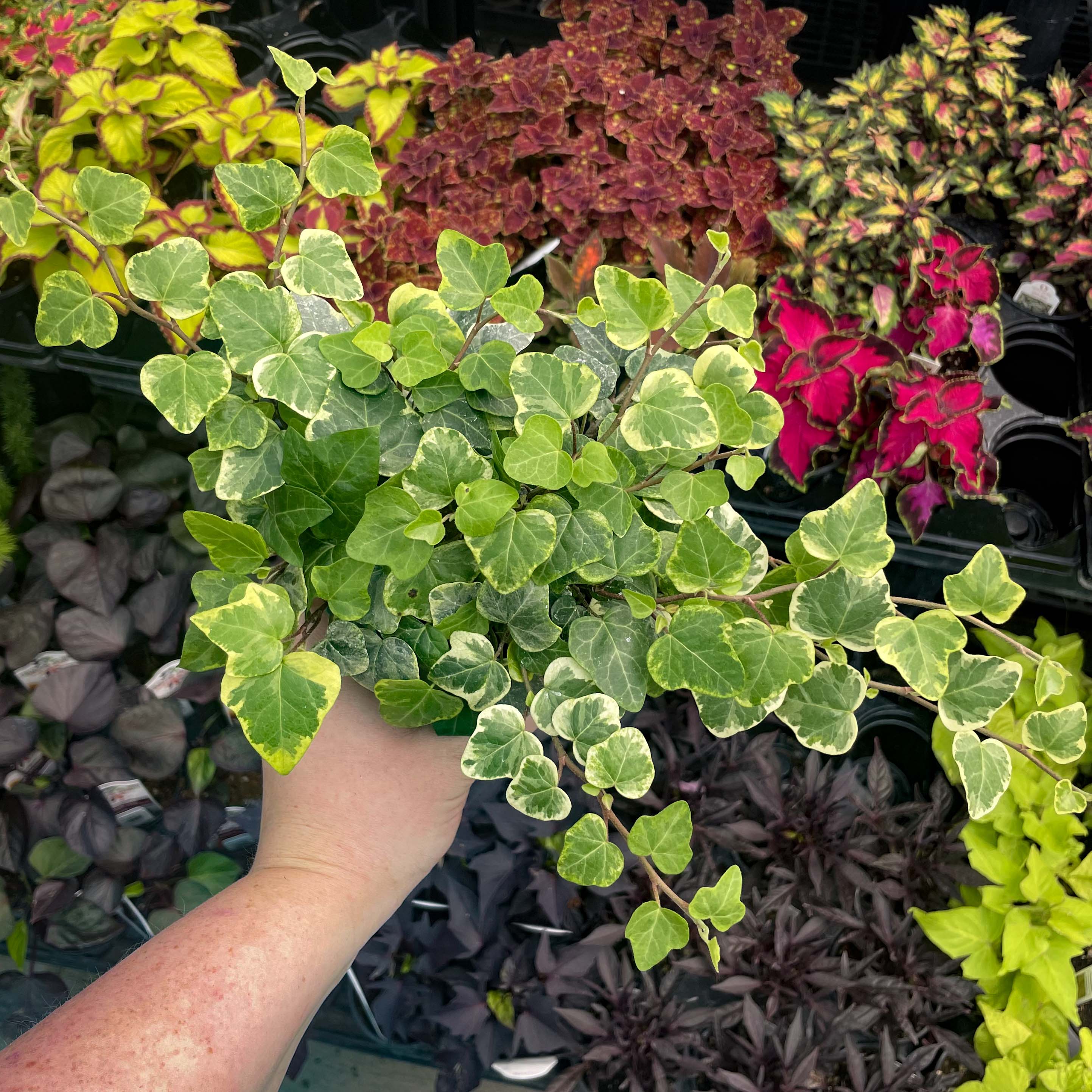 white house ivy plant Hedera helix 'White Wonder' (English Ivy) – Magic Valley Gardens