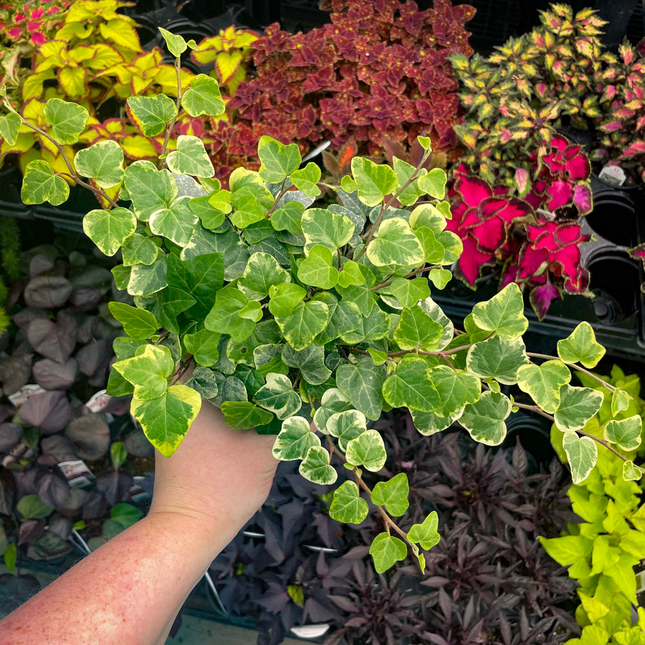 Hedera helix 'White Wonder' (English Ivy) – Magic Valley Gardens