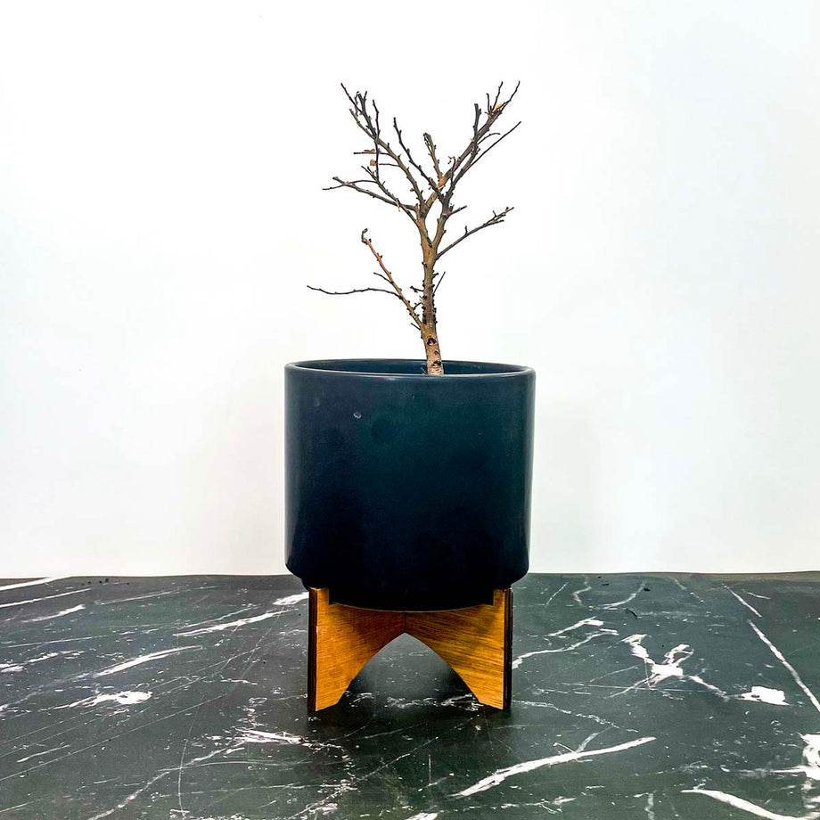 Jacqueline Hillier Elm