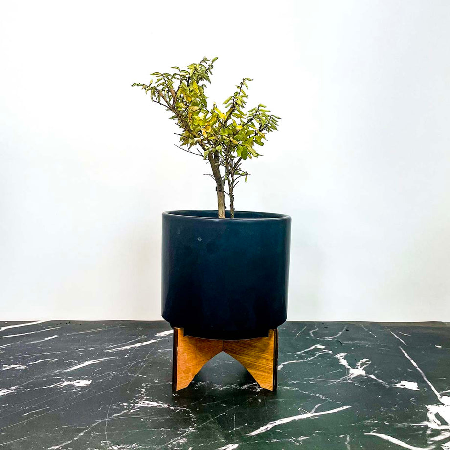 Jacqueline Hillier Elm - Live Bonsai Starter, 4” Grower's Pot