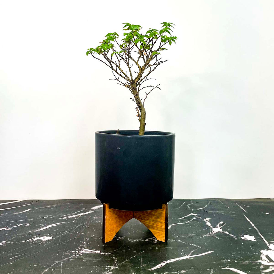 Jacqueline Hillier Elm