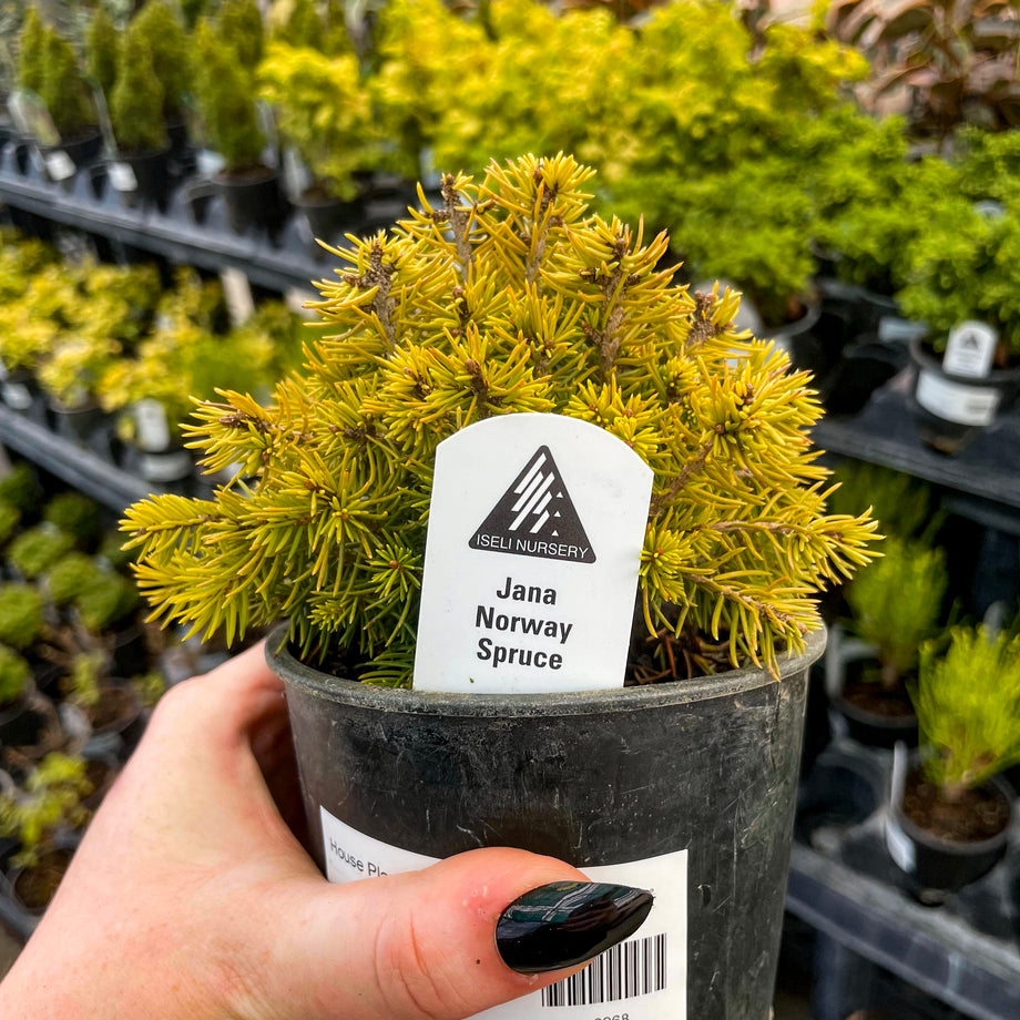 Jana Miniature Norway Spruce - Live Bonsai Starter, 4” Grower's