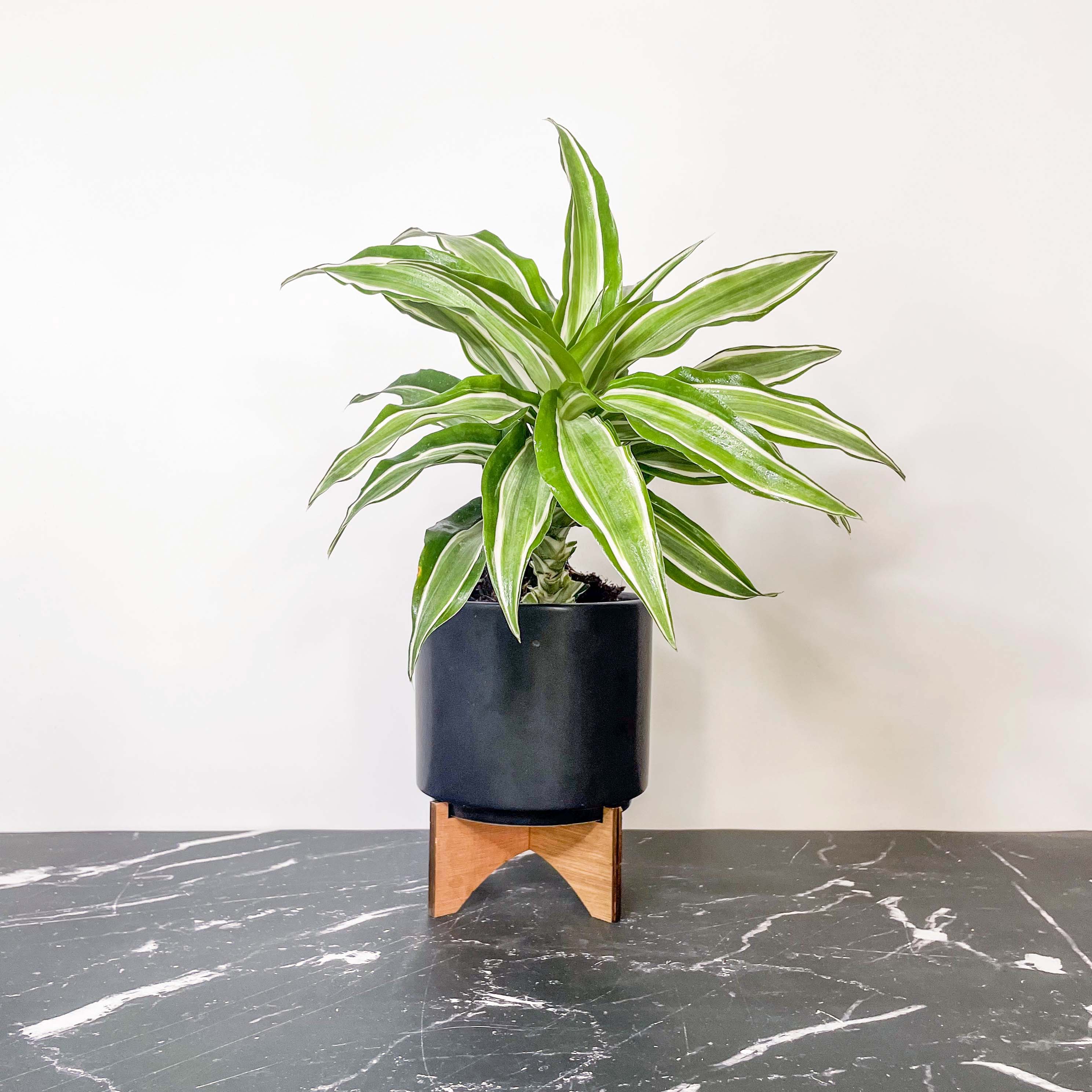 dragon series dracaena Kanzi Dracaena (Dragon Tree)