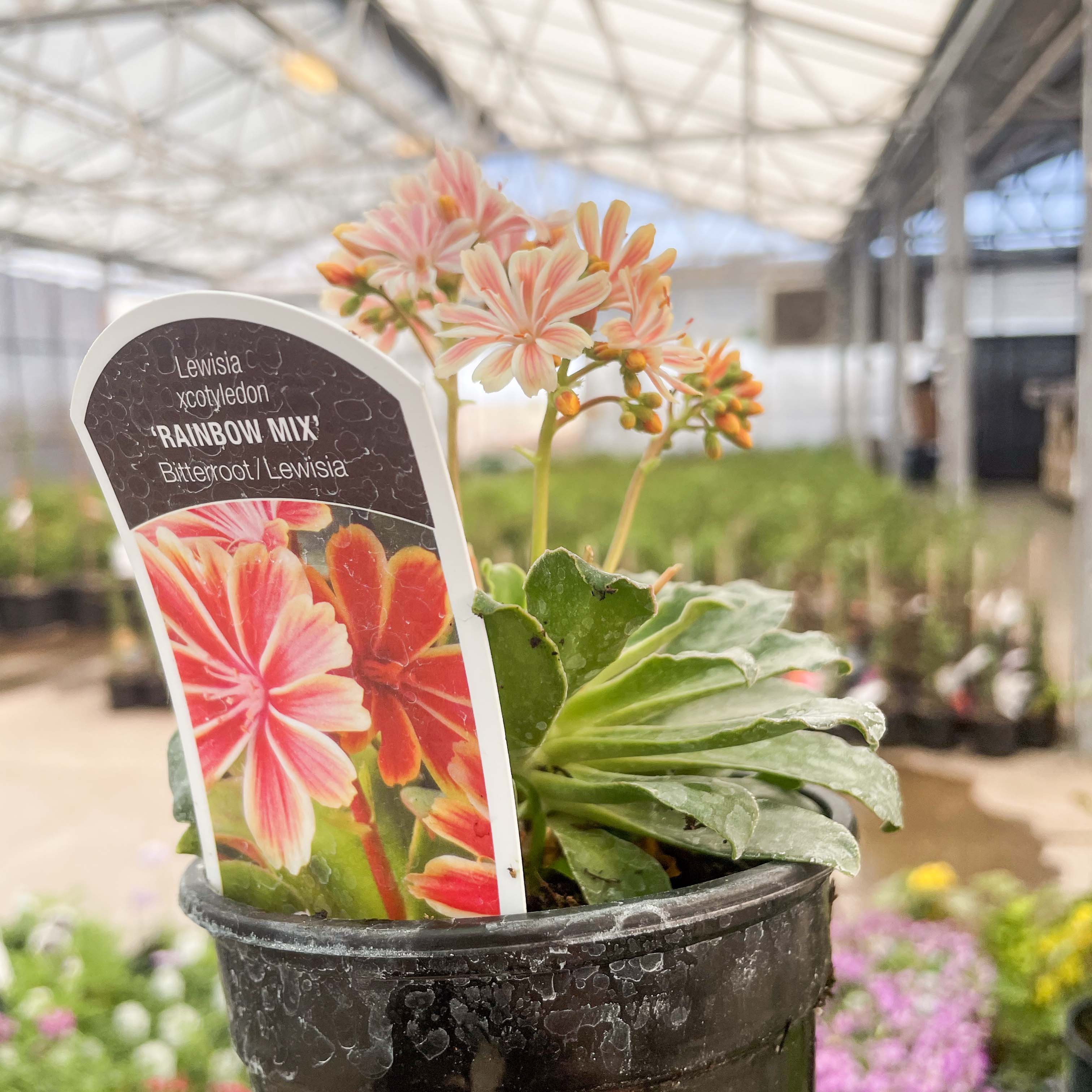 succulent lewisia Rainbow Mix Lewisia, Cliff Maids, Landscape Plant – Magic Valley Gardens