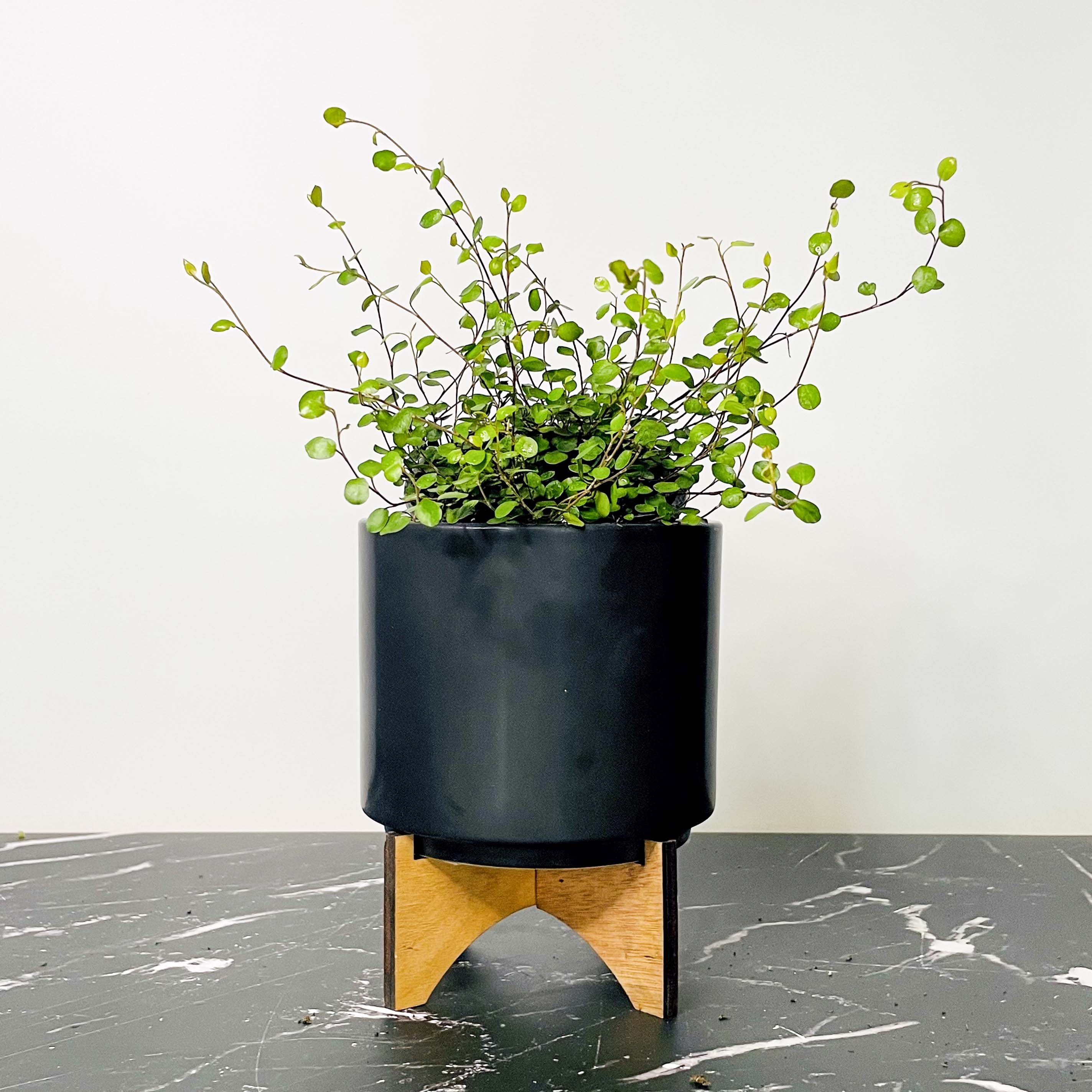 vine plant pot Large Leaf Wire Vine – Magic Valley Gardens