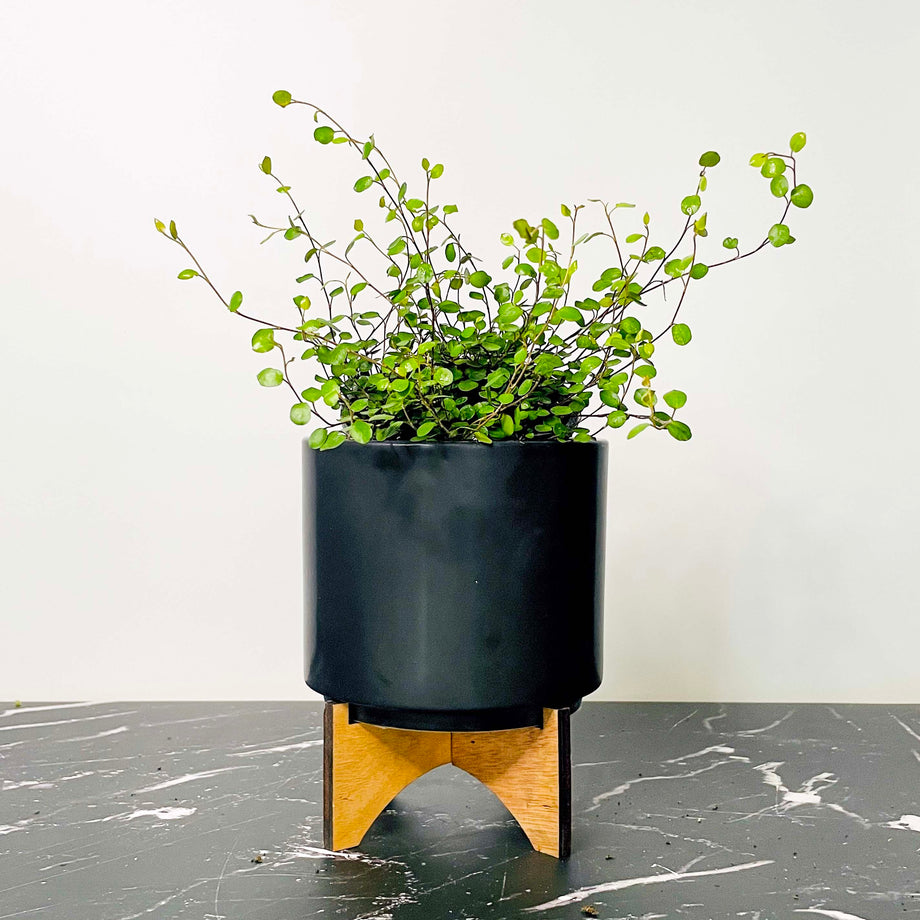 wire vine indoor plant Large Leaf Wire Vine – Magic Valley Gardens