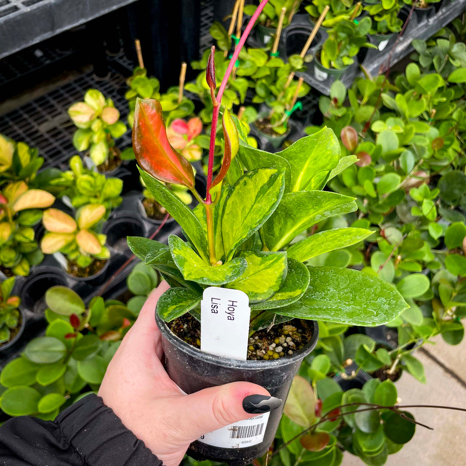 【未使用】HOYA EXEJOUR EPNS 洋食器 27本セット 木箱入り Hoya australis 'Lisa' – Magic Valley Gardens