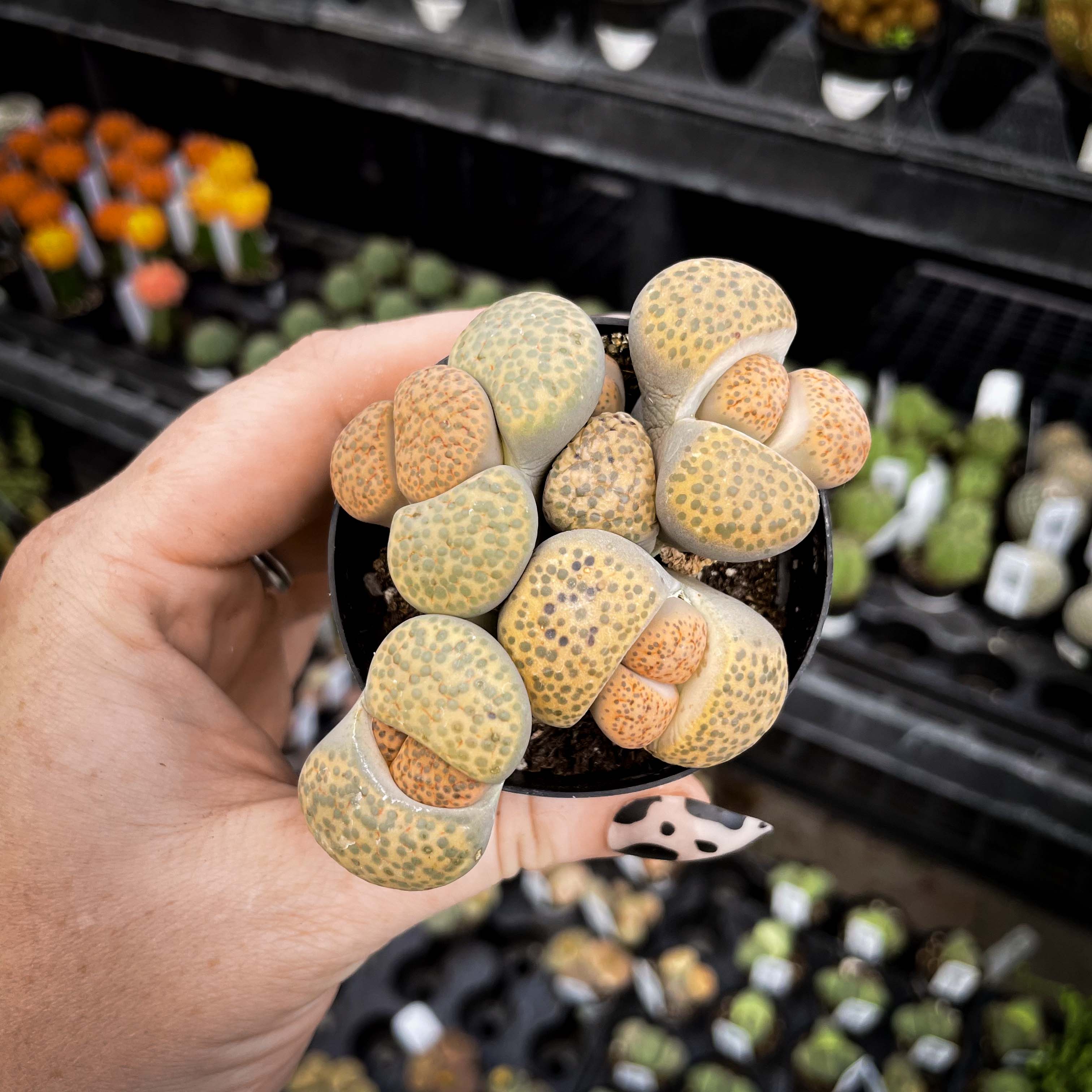succulent lithops Lithops spp