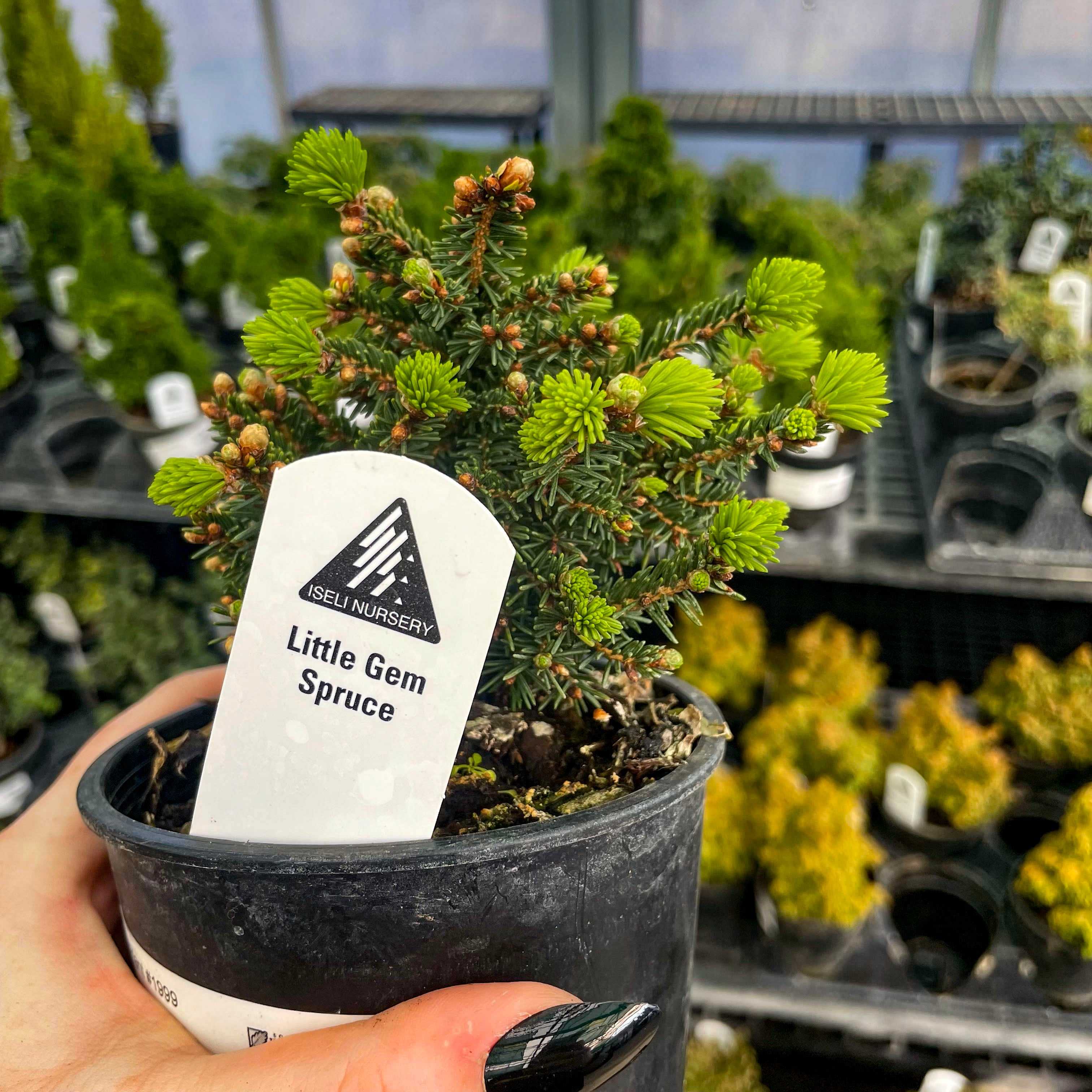 little trees bonsai nursery Little Gem Norway Spruce