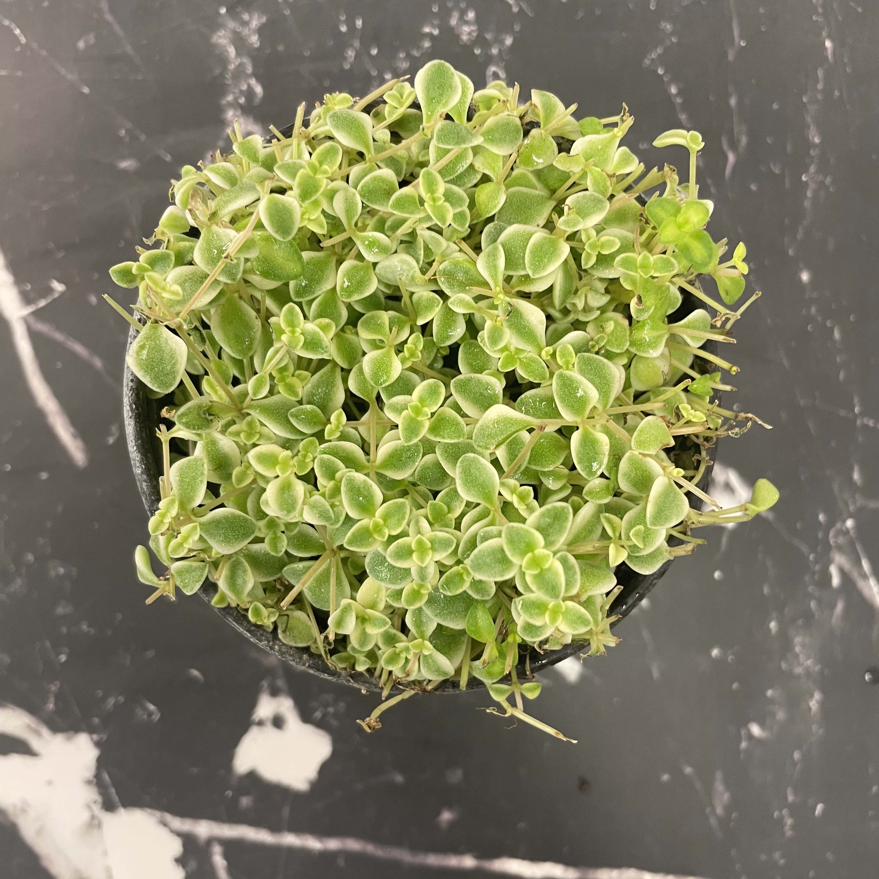 missy succulent Little Missy Creeping Sedum, Stonecrop, Succulent Plant – Magic Valley Gardens