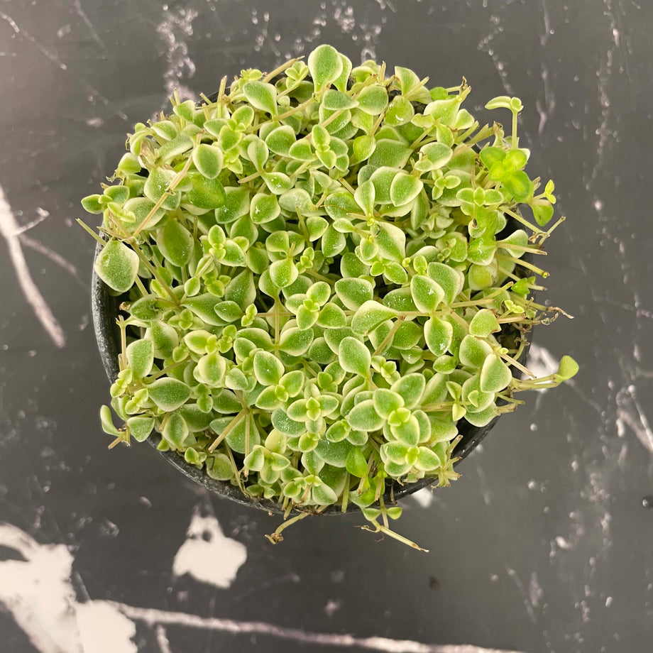 succulent little missy Little Missy Creeping Sedum, Stonecrop, Succulent Plant – Magic Valley Gardens