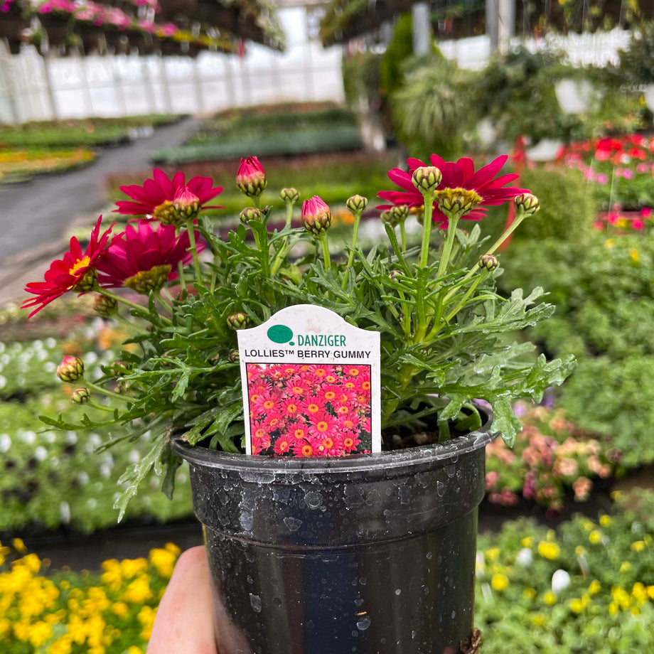 Lollies Berry Gummy Argyranthemum – Magic Valley Gardens