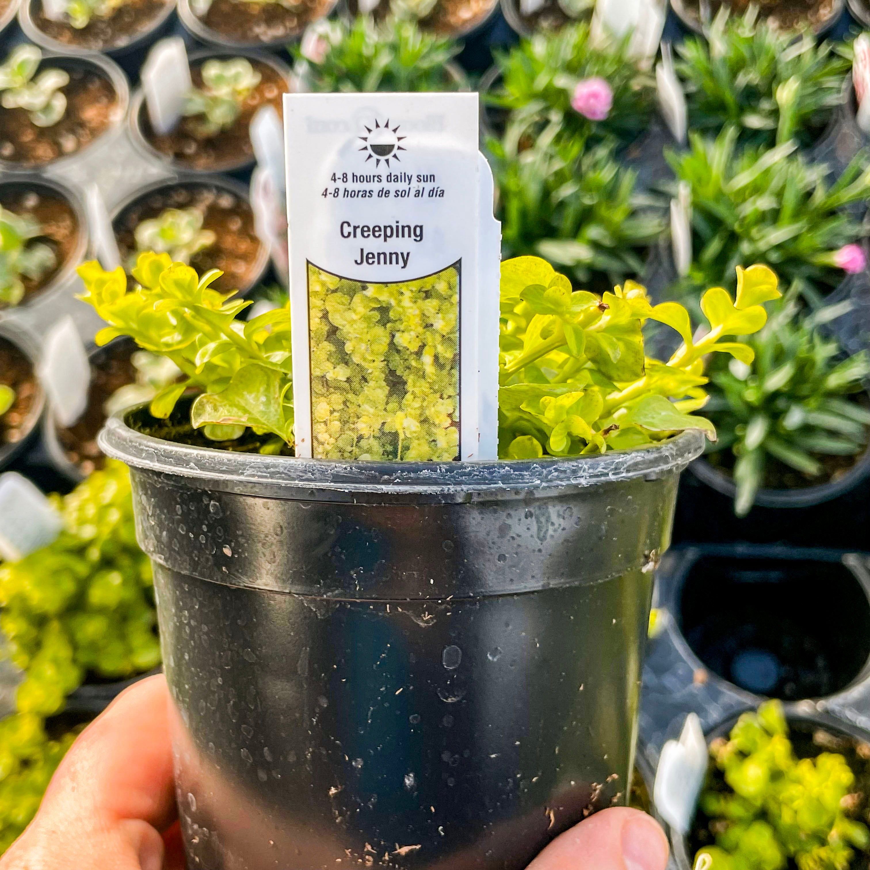 planting creeping jenny in pots Golden Lysimachia, Creeping Jenny, Plant – Magic Valley Gardens