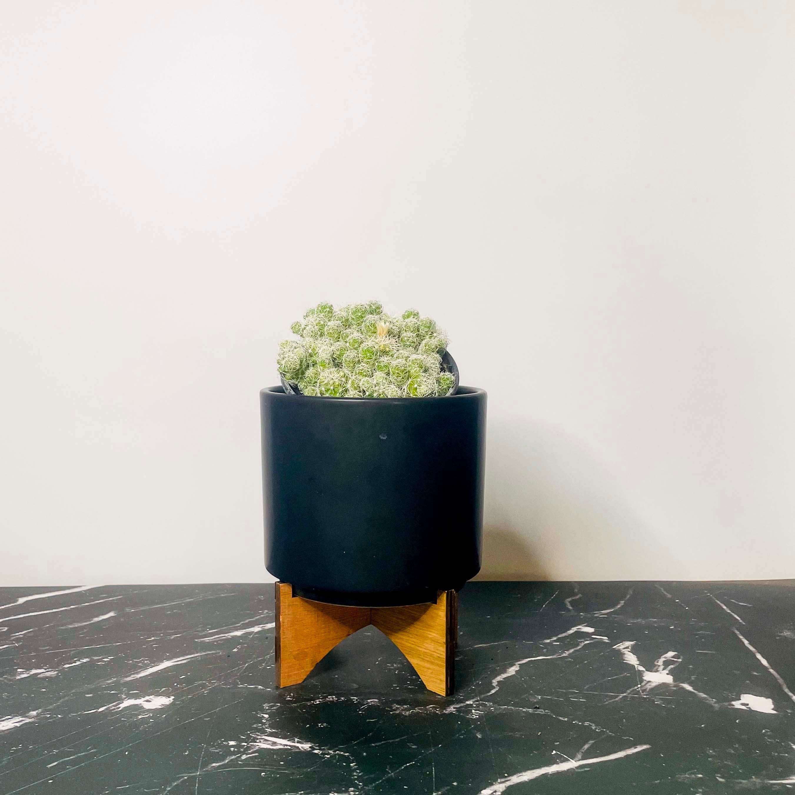 thimble succulent Mammillaria gracilis fragilis (Thimble Cactus)