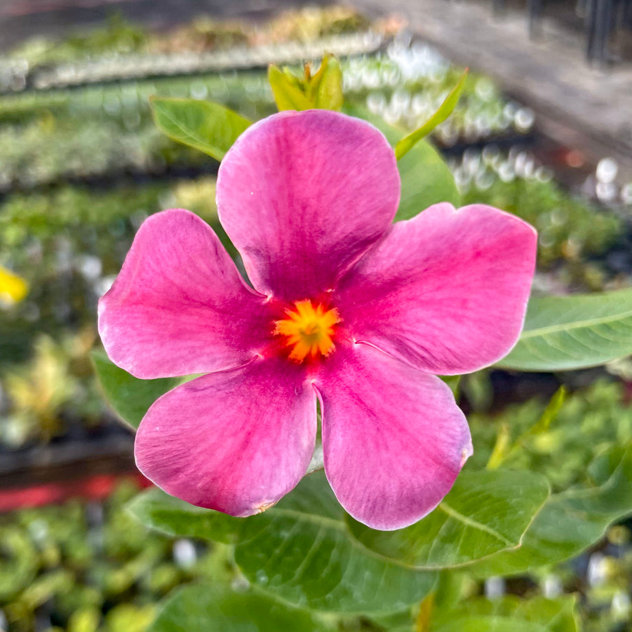Opal Orange Sunrise Vining Mandevilla, Dipladenia, Plant – Magic