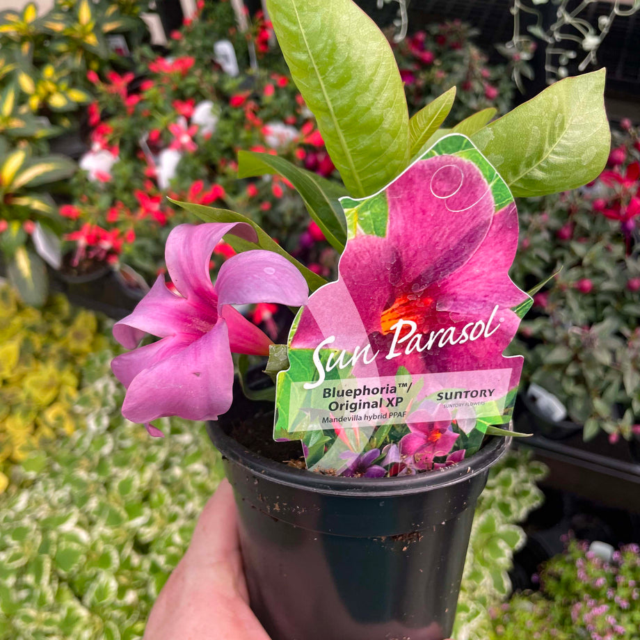 Opal Orange Sunrise Vining Mandevilla, Dipladenia, Plant – Magic