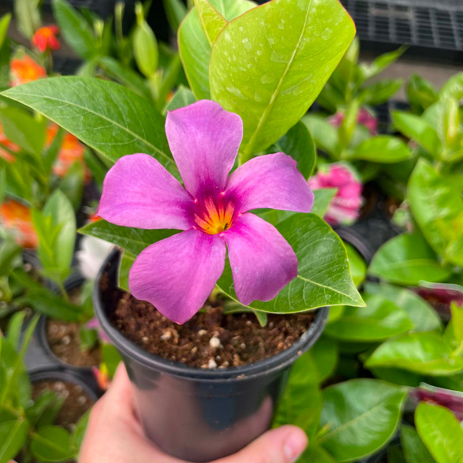 Mandevilla.Bluephoria03_460x@