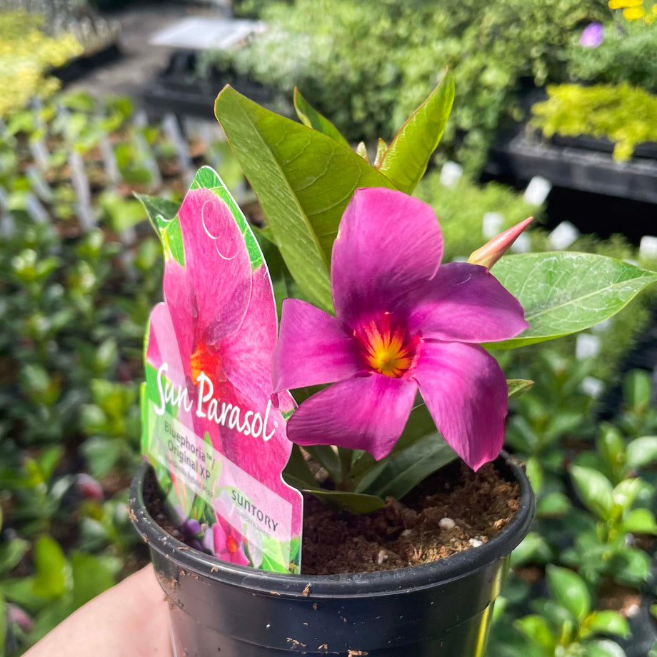 バラノサイテン Mandevilla.Bluephoria08_460x@